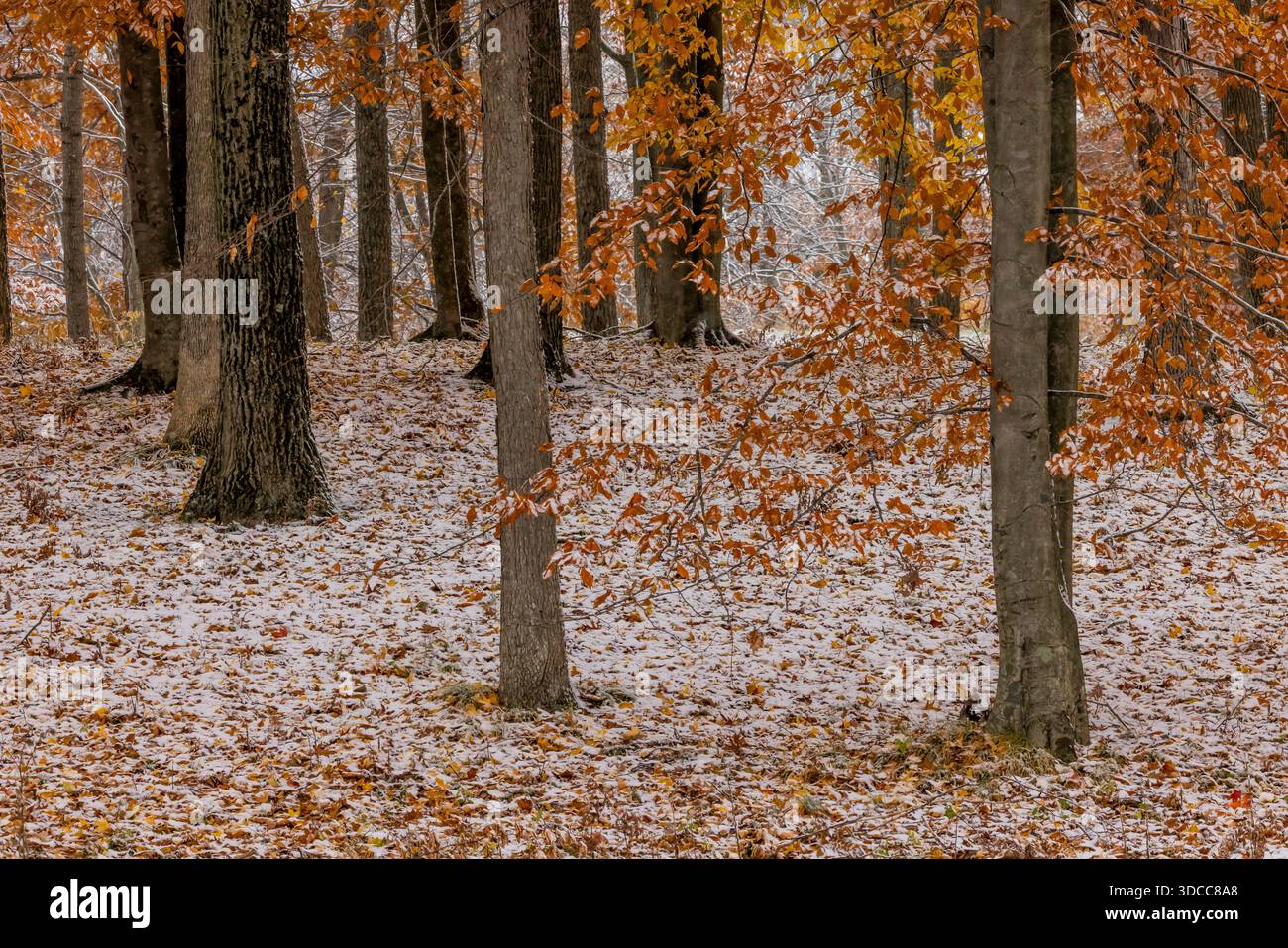 Mecosta County, Michigan, USA Stockfoto