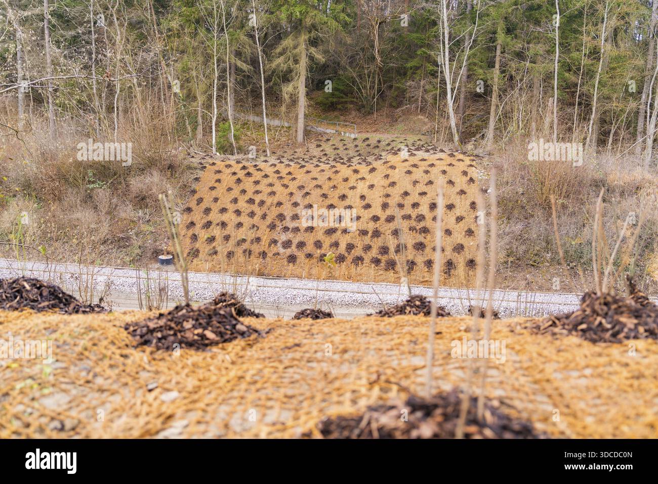 Ein bepflanzter Hügel mit jungen Pflanzen, umgeben von Wald in ruhiger Umgebung, Bau der Hermann-Hessenbahn, Calw, Deutschland Stockfoto