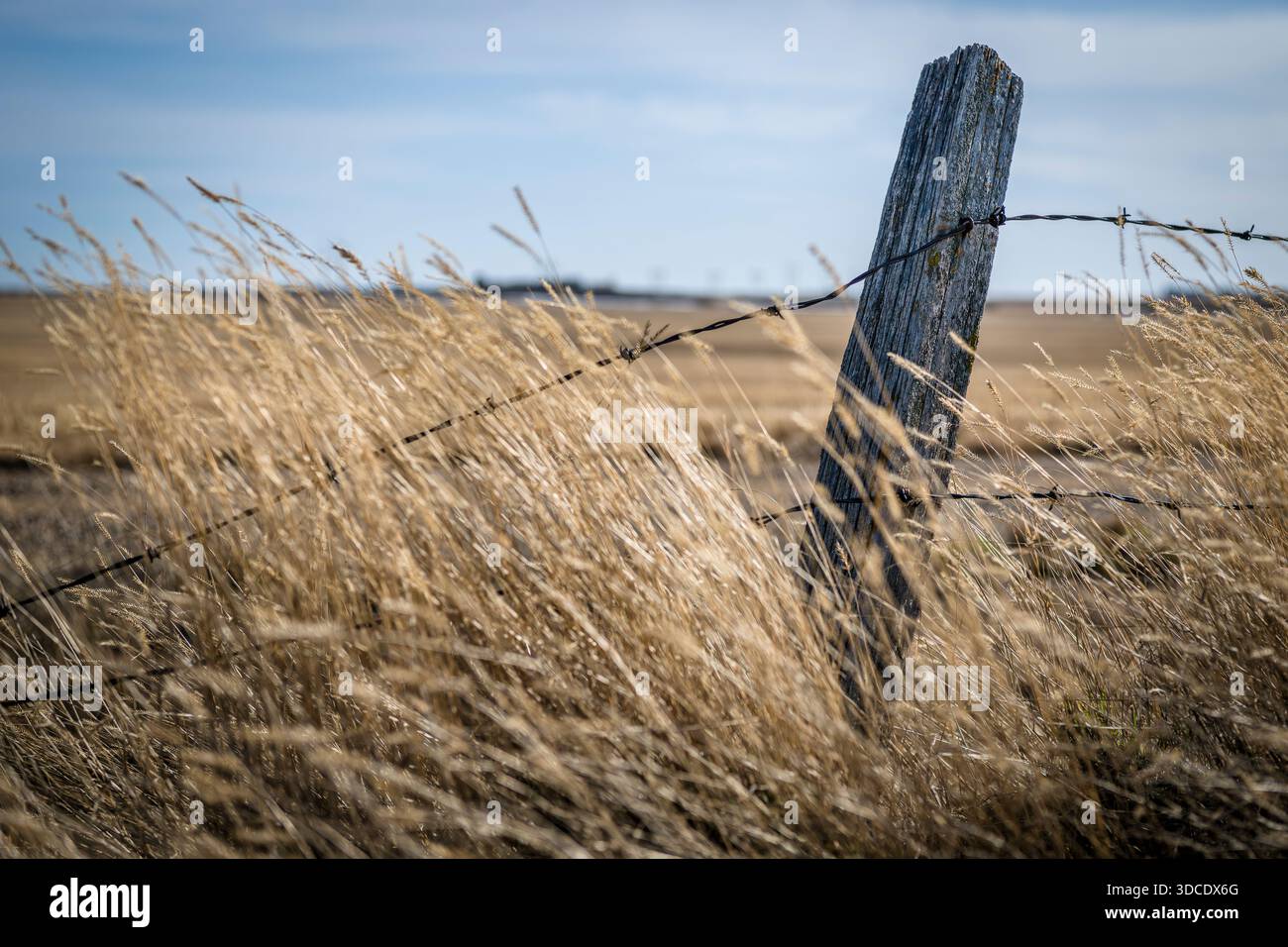 Ein hölzerner Zaunpfosten, umgeben von hohem Haubengras auf den Prärien in Saskatchewan Stockfoto
