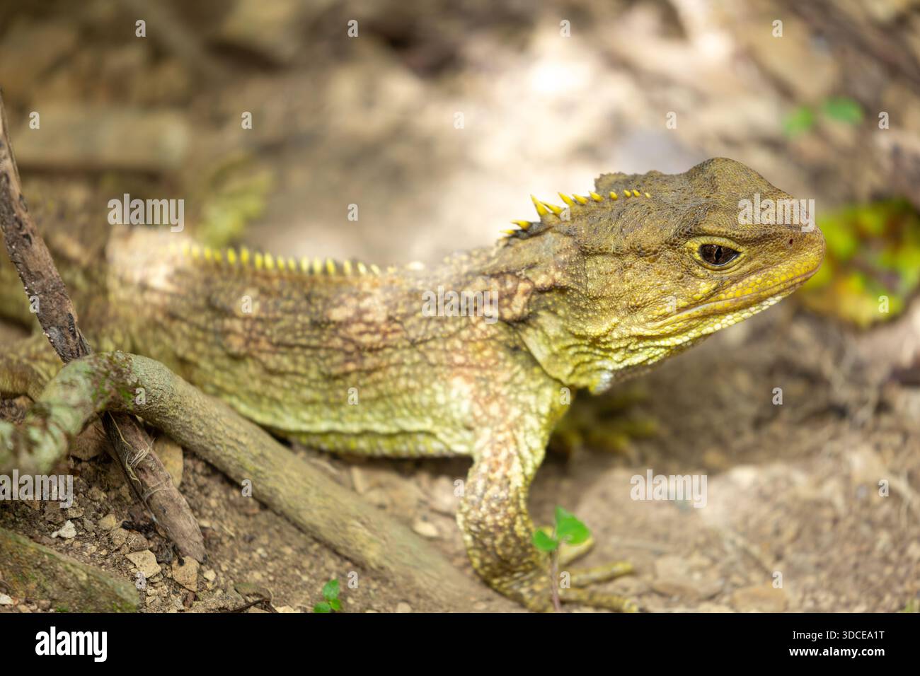 Tuatara (sphenodon punctatus) sind Neuseelands größtes Reptil, Zealandia Wildlife Sanctuary, Wellington, Nordinsel, Neuseeland Stockfoto