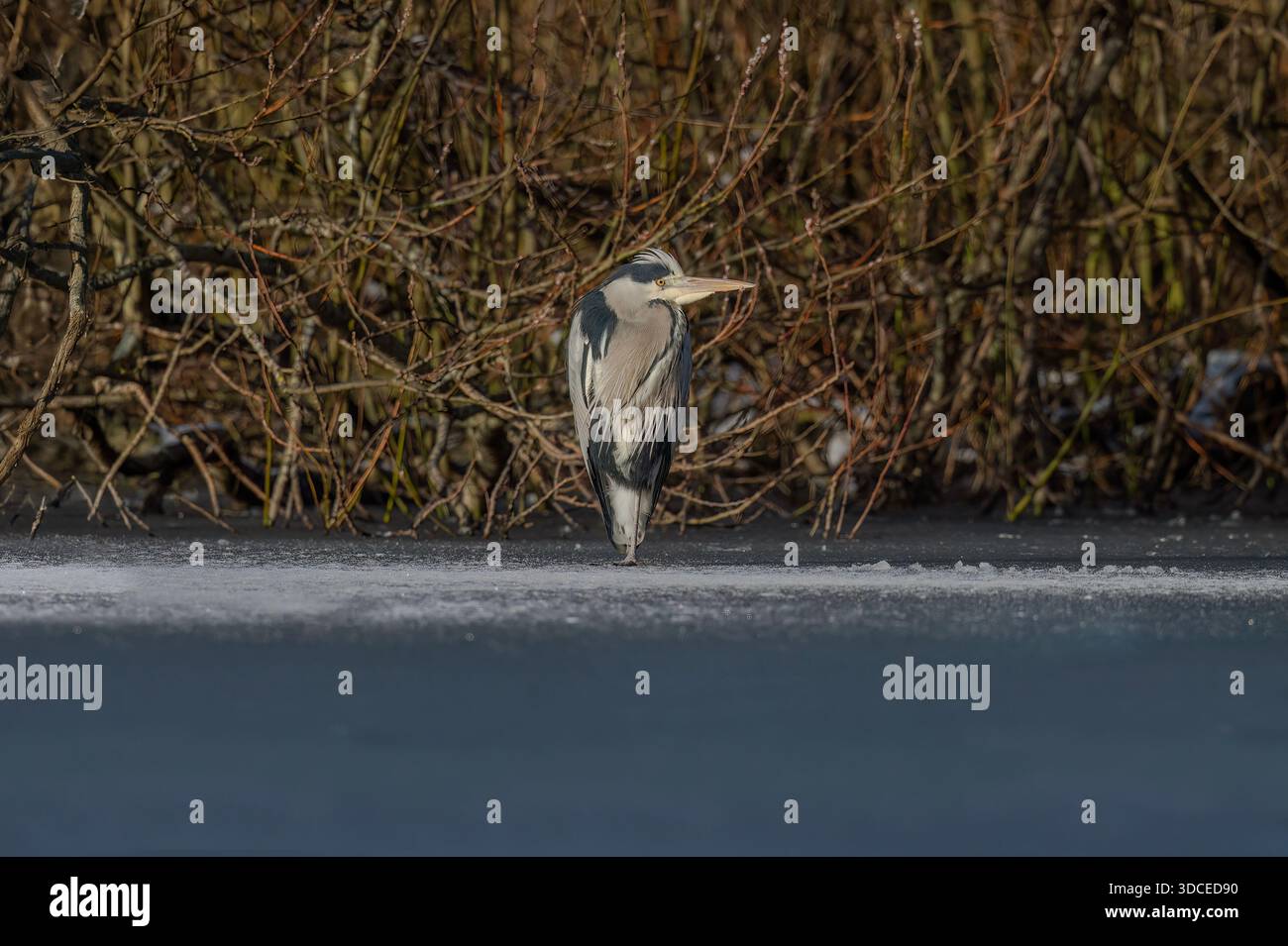Heron, der auf einem gefrorenen Teich steht Stockfoto