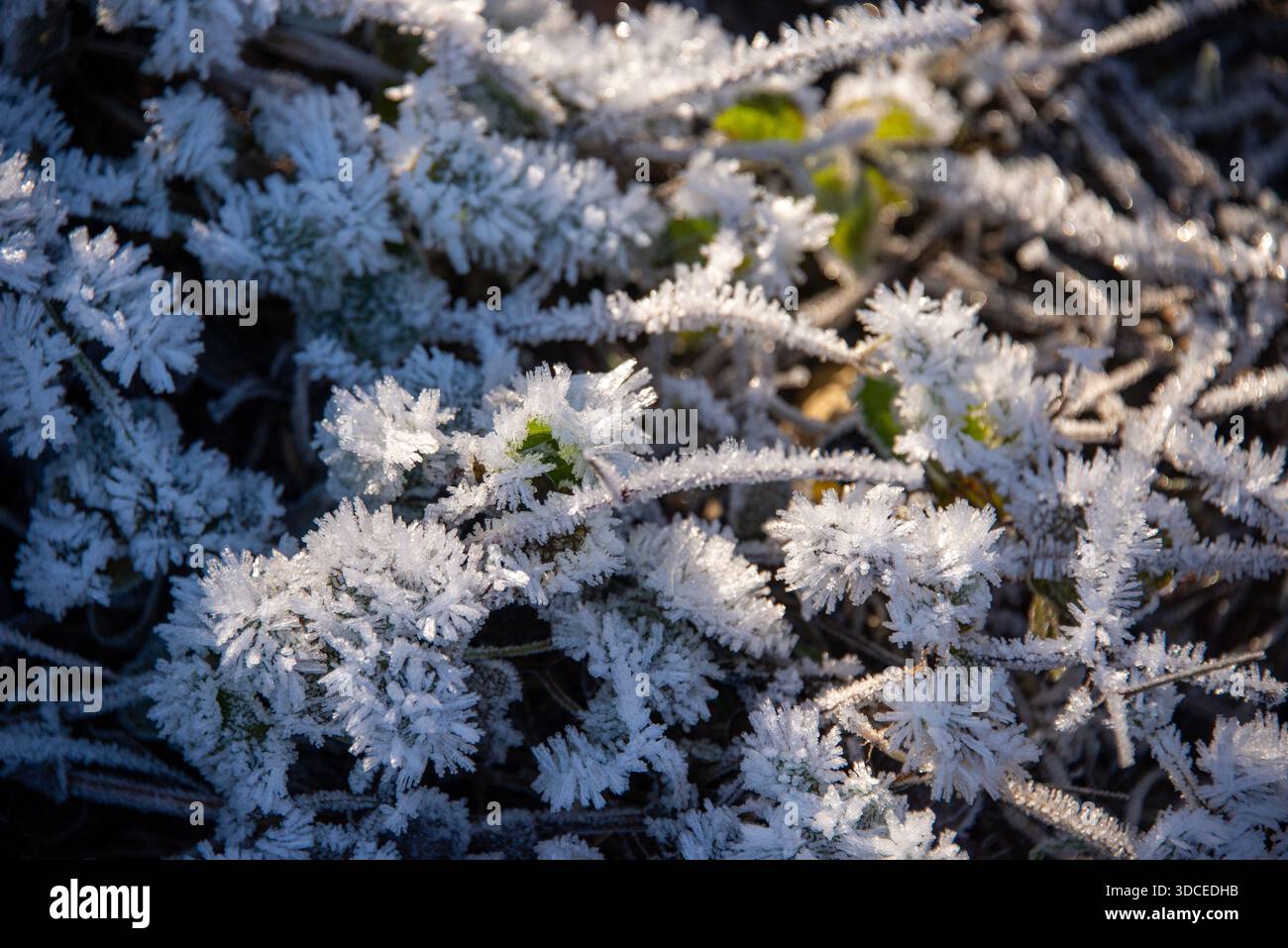 Raureif auf Blättern in einem Berliner Wald an einem klaren und bitterkalten Wintertag. Stockfoto