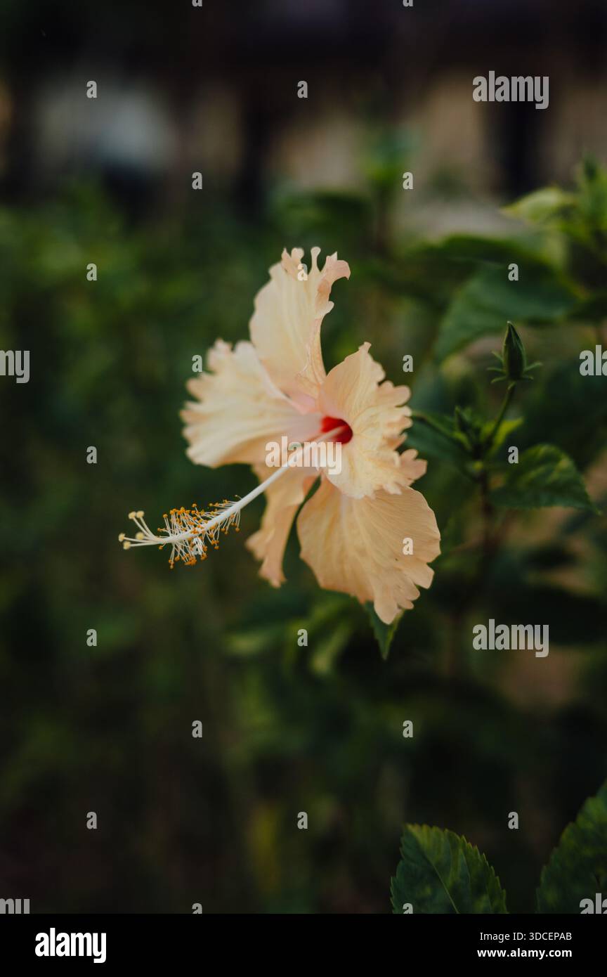Helle Hibiskusblüte im weichen Licht auf Koh Chang, Thailand Stockfoto