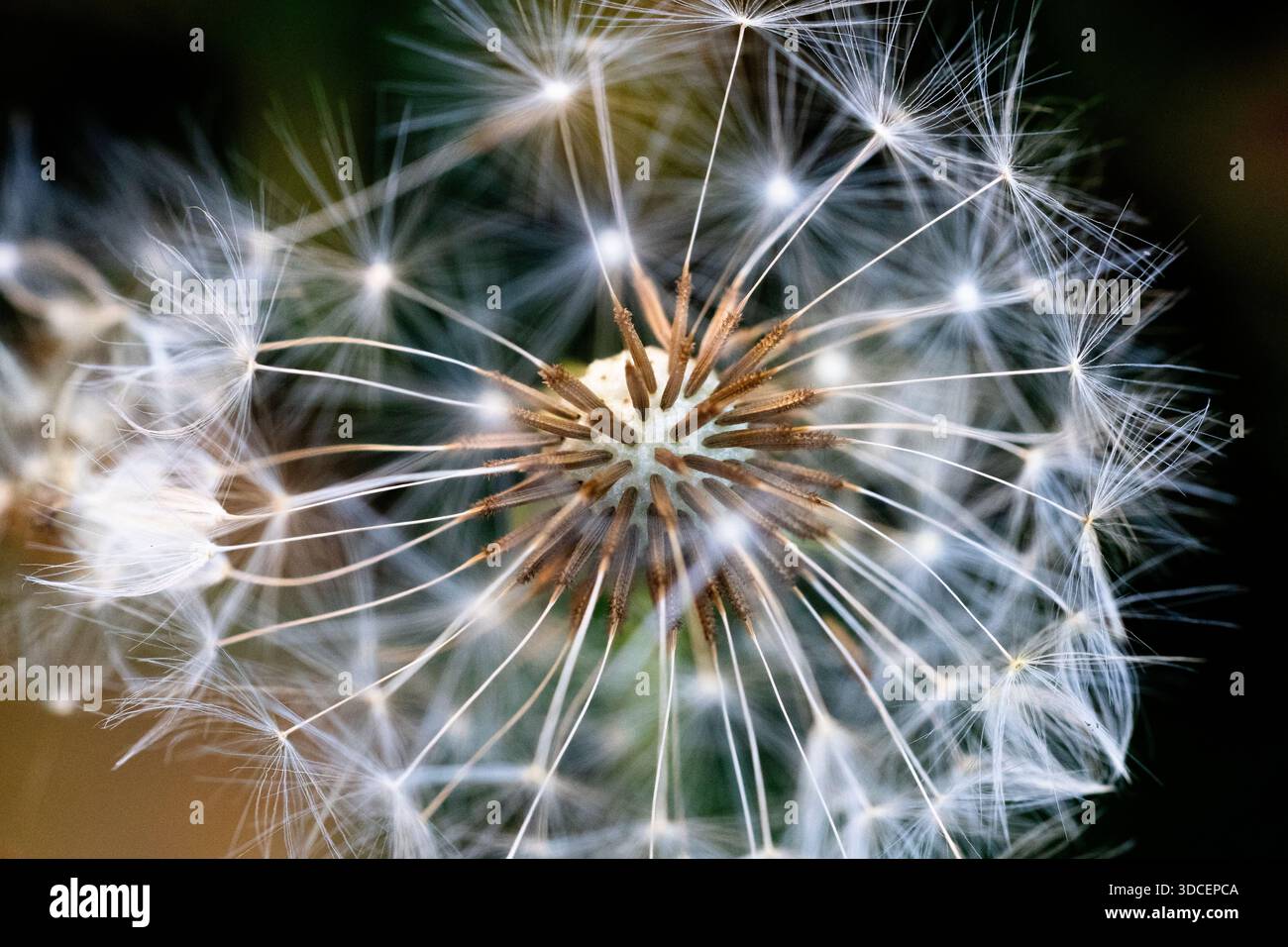 Ein einziger Löwenzahn draußen auf einem Grasfeld Stockfoto