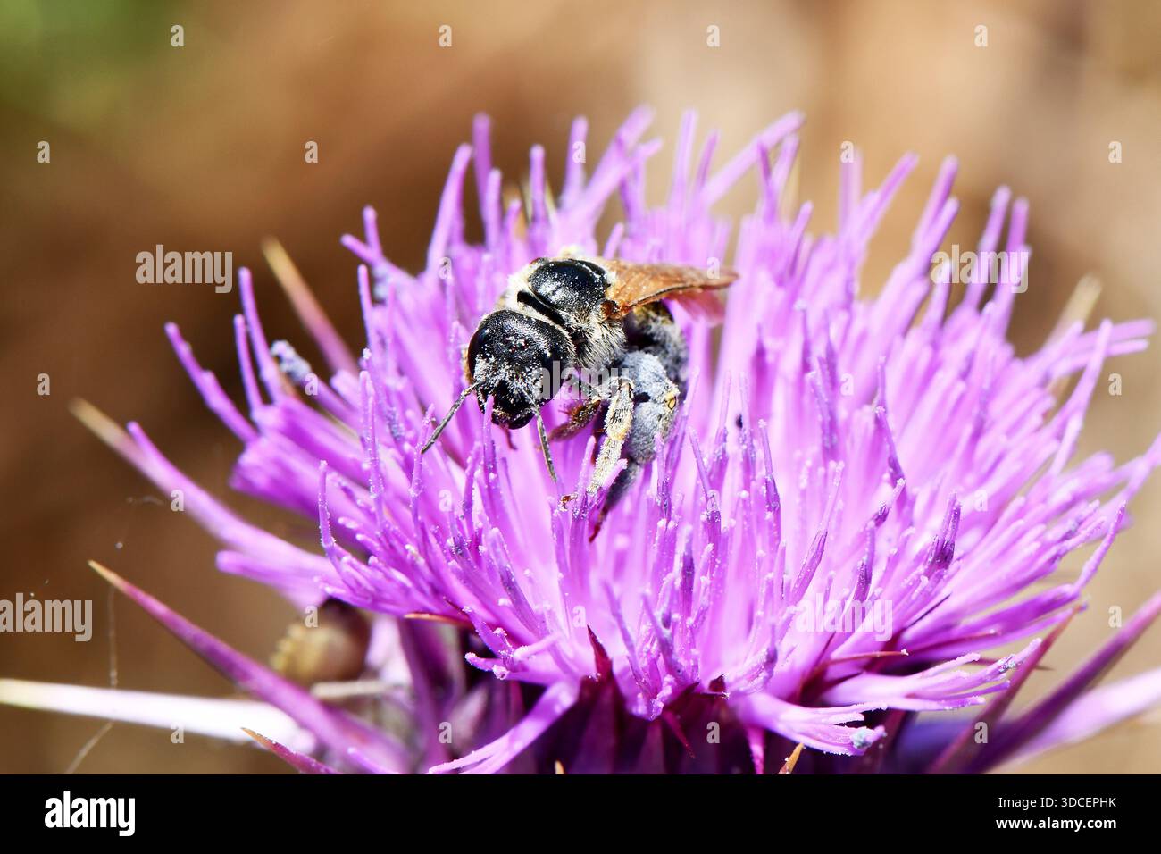 Makro einer einsamen Biene, die mit Pollenkörnern bedeckt ist und sich auf einer sonnendurchfluteten Wiese von einer leuchtend violetten Distelblume ernährt. Stockfoto