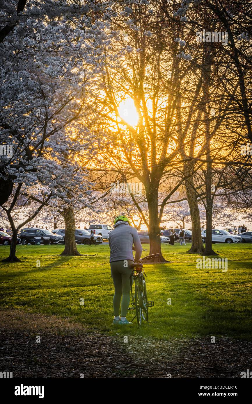 Blick auf den goldenen Sonnenuntergang, der ein Licht auf einen Radfahrer wirft, der durch einen Park mit Kirschblüten in voller Blüte geht, Washington D.C., District of Columbia, USA Stockfoto