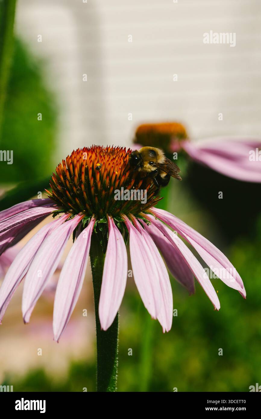 Hummel auf Purple Echinacea Flower Stockfoto