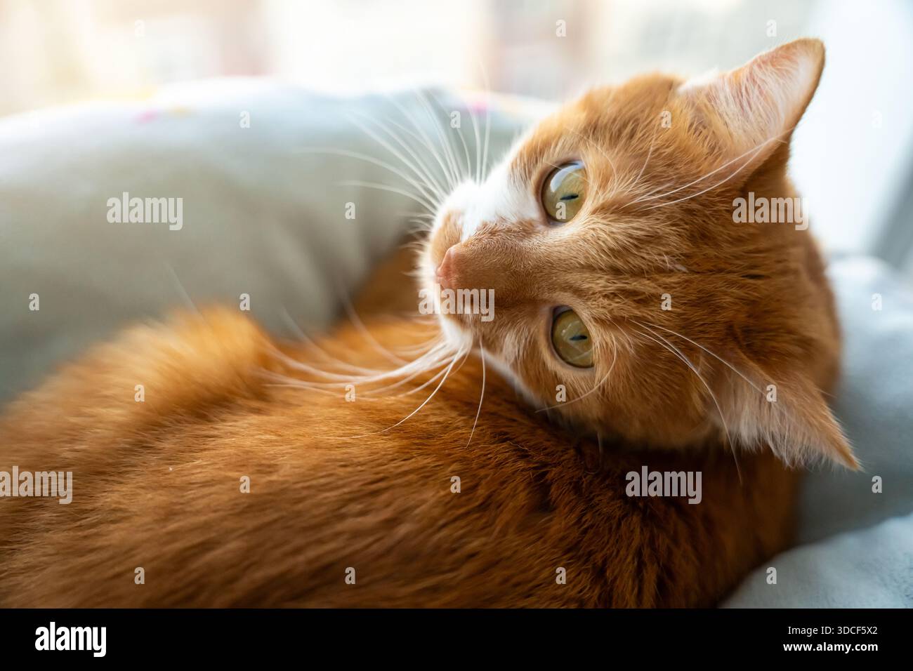 Die Ingwerkatze im Bett dreht den Kopf hinter dem Rücken. Komfort und Sicherheit, ein Zuhause. Gemütliche Schlafzimmerszene, entspannte Tierstimmung, Vertrauen und Ruhe. D Stockfoto