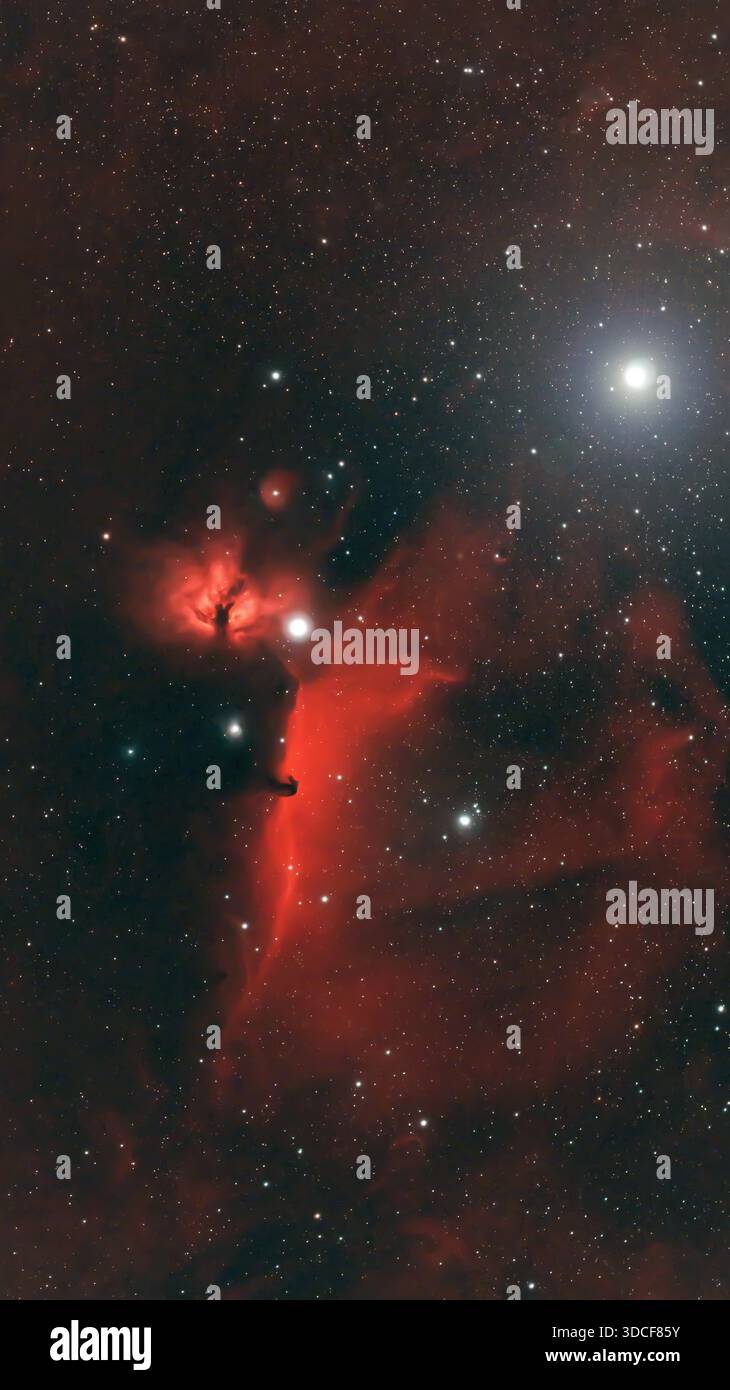 Wimbledon, London, Großbritannien. Dezember 2025. Langzeitaufnahme (2,5 Stunden) des Flammennebels und des Pferdekopfnebels mit einem kombinierten schmalbandigen H-alpha- und OIII-Filter an einem Teleskop am klaren Winterhimmel über London. Der helle Stern Alnitak (links von der Mitte), der untere Stern des Orionengürtels, ist von beiden Nebeln umgeben, wobei der dunkle Horsehead-Nebel scharf aus dem Hintergrundglühen von IC 434 abhebt. Der helle Stern (oben rechts) ist Alnilam, der mittlere Stern des Orion-Gürtels. Kredit: Malcolm Park/Alamy Stockfoto