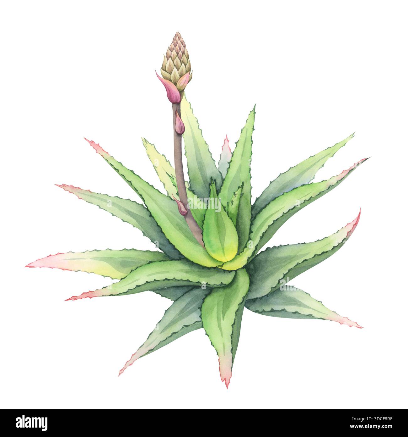 Aloe-Pflanze mit ungeffneter Knospe. Handgemalte Aquarellillustration des  Aloe-Vera-Busches. Sukkulent mit einer sich entwickelnden Bltenknospe.  Ideal fr botanische Desi Stockfotografie - Alamy