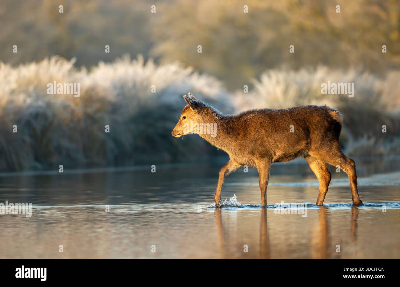 Ein junges Rotwild (Cervus elaphus) Kalb, das bei Sonnenaufgang durch das flache, sonnendurchflutete Wasser eines Teichs weht. Stockfoto