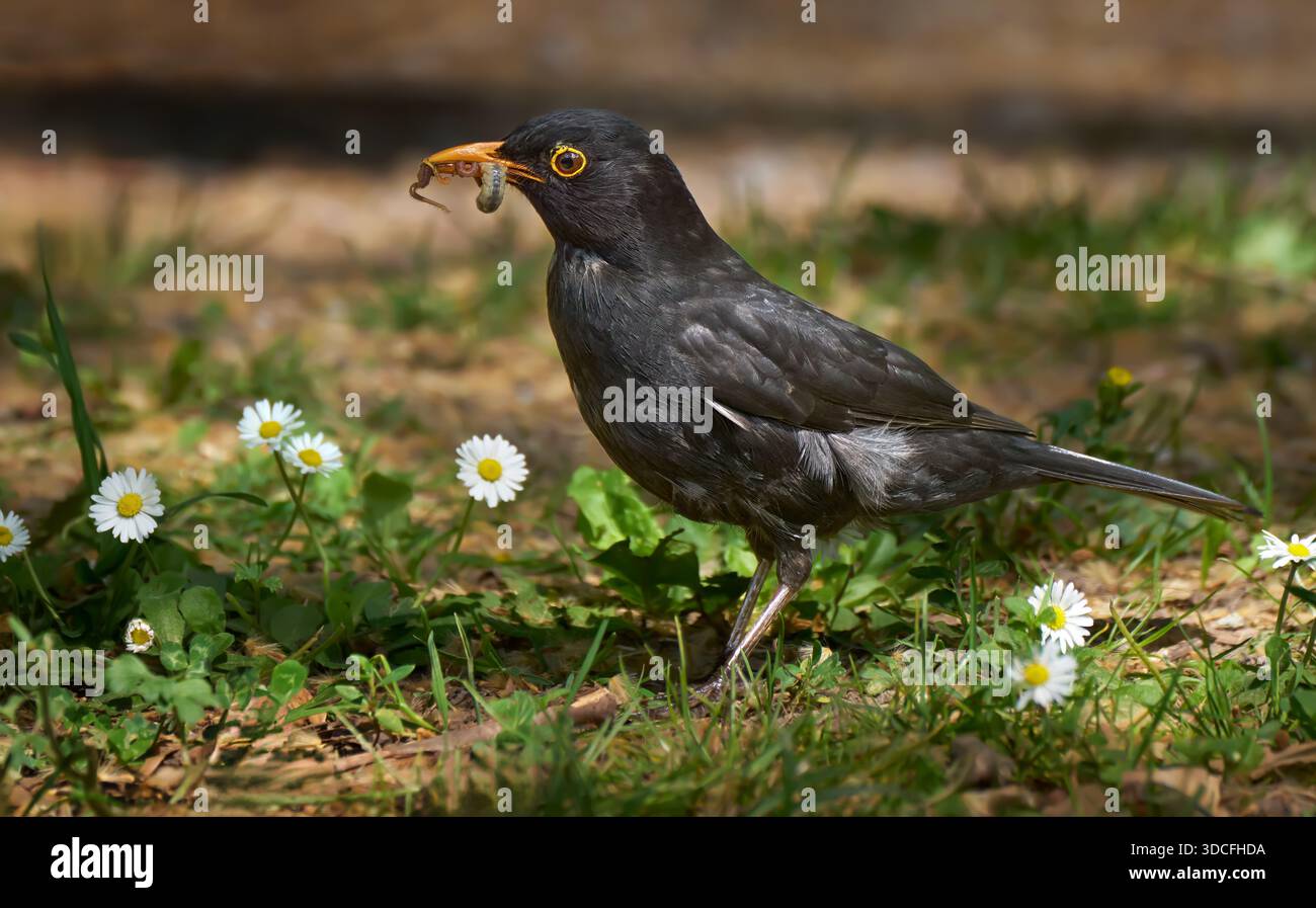 Schwarzvogel (Turdus merula) männlich mit gefangenen Würmern und einer raupe inmitten von Gänseblümchen Stockfoto