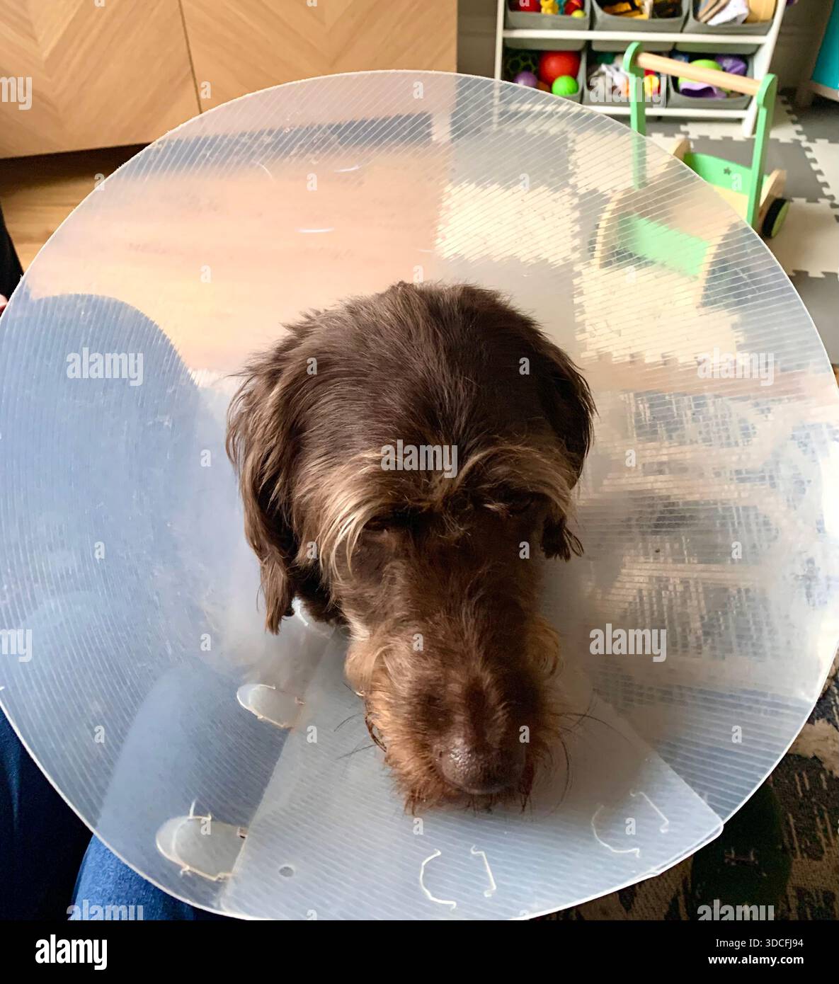 Brauner Hund mit elisabethanischem Kragen nach tierärztlicher Behandlung mit Kinderspielplatz im Hintergrund Labradoodle-Hund - Smartphone-aufgenommenes Stockfoto