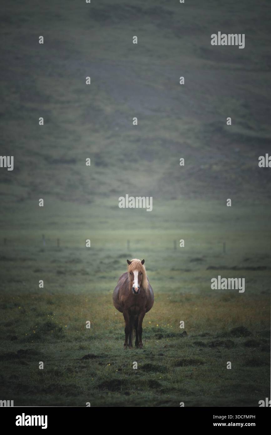 Blick auf ein einsames Pferd, das majestätisch auf einem breiten, grünen Feld unter einem bedeckten Himmel steht und im Kontrast zu den weichen, verschwommenen Hügeln im Hintergrund steht Stockfoto
