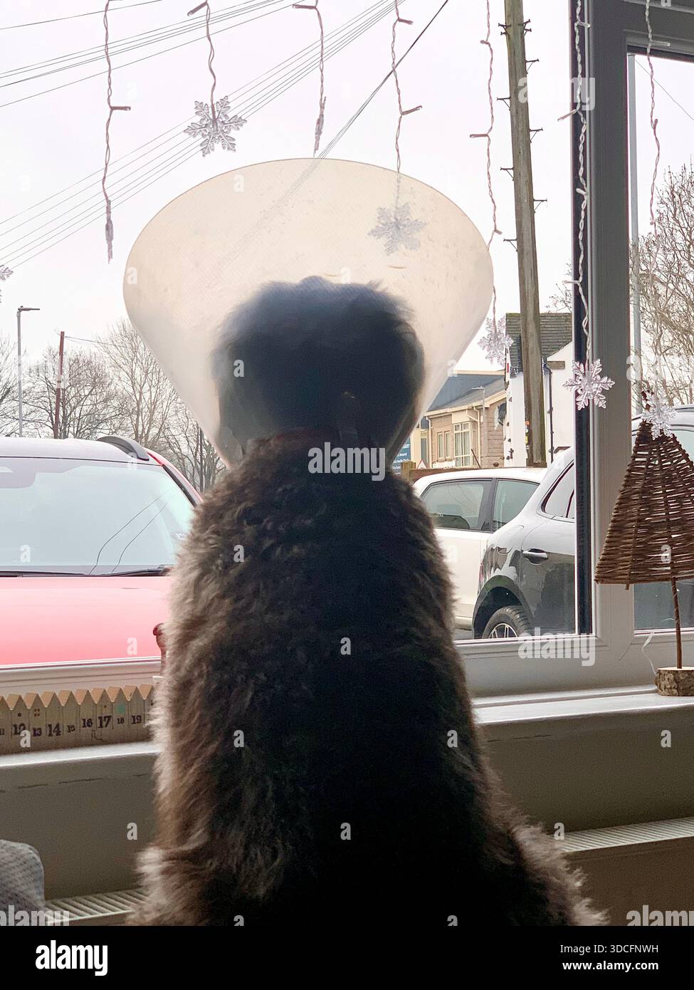 Brauner Hund mit elisabethanischem Kragen nach tierärztlicher Behandlung mit Kinderspielplatz im Hintergrund Labradoodle-Hund - Smartphone-aufgenommenes Stockfoto