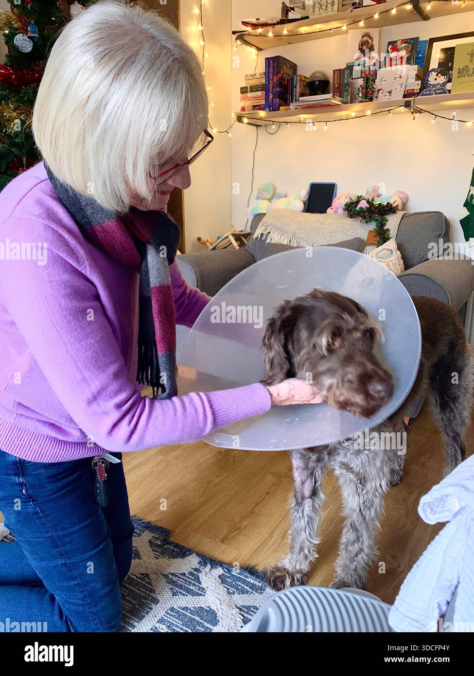 Brauner Hund mit elisabethanischem Kragen nach tierärztlicher Behandlung mit Kinderspielplatz im Hintergrund Labradoodle-Hund - Smartphone-aufgenommenes Stockfoto