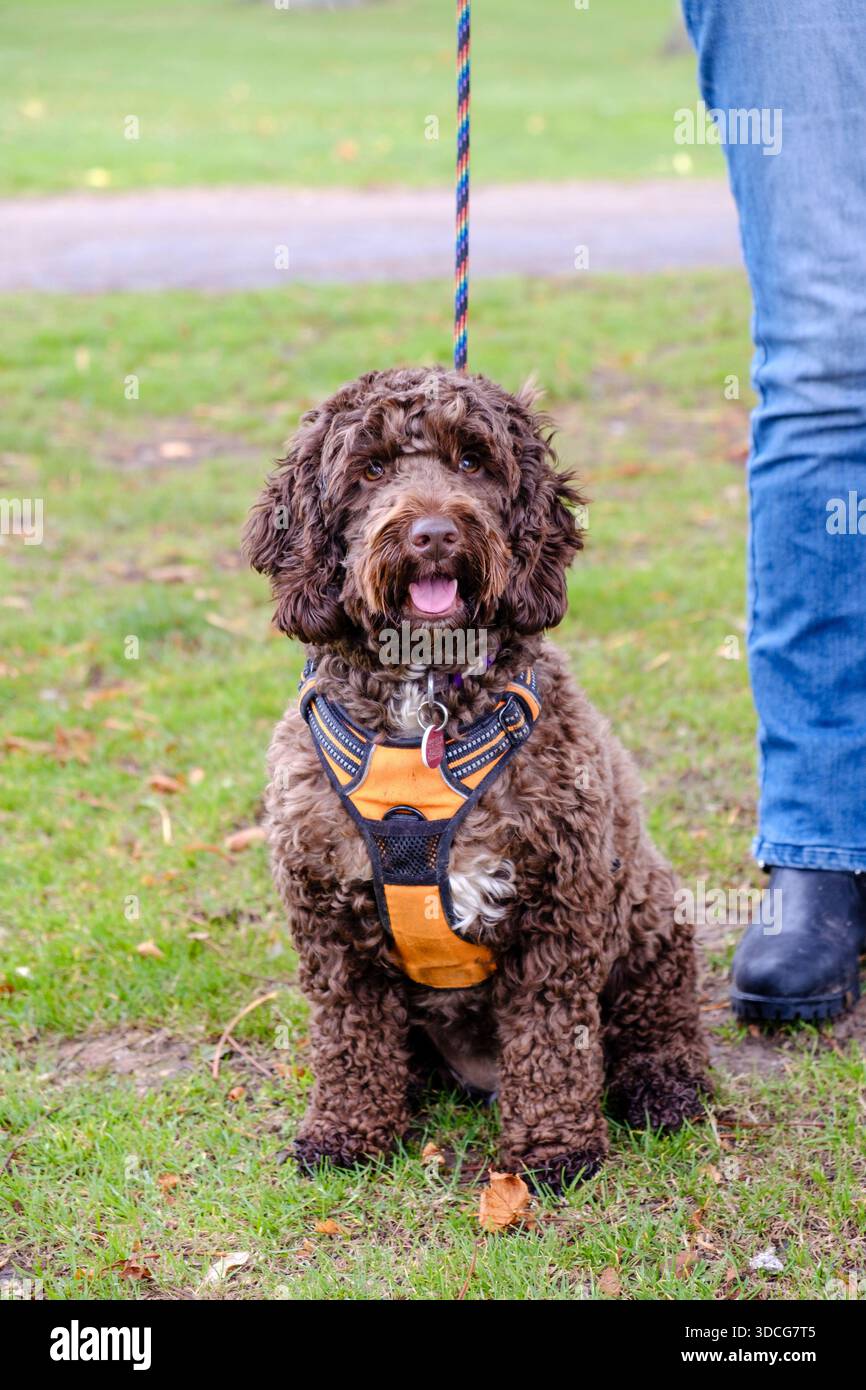 Ein wunderschöner, schokoladenbrauner Cockapoo-Hund setzte sich in einem orangen Gurt hin. Stockfoto
