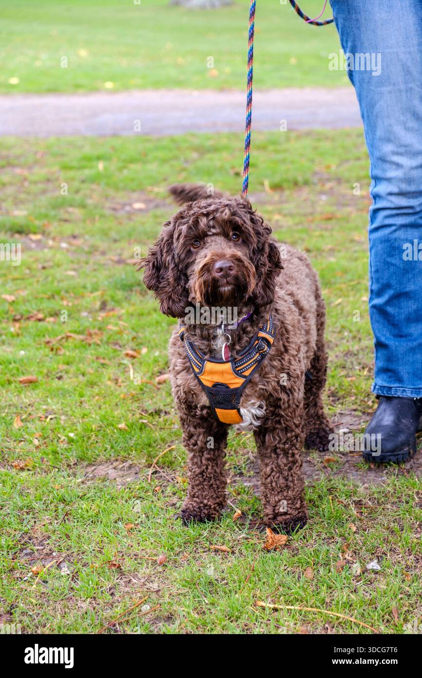 Ein wunderschöner, schokoladenbrauner Cockapoo-Hund stand in einem orangefarbenen Gurtzeug auf. Stockfoto