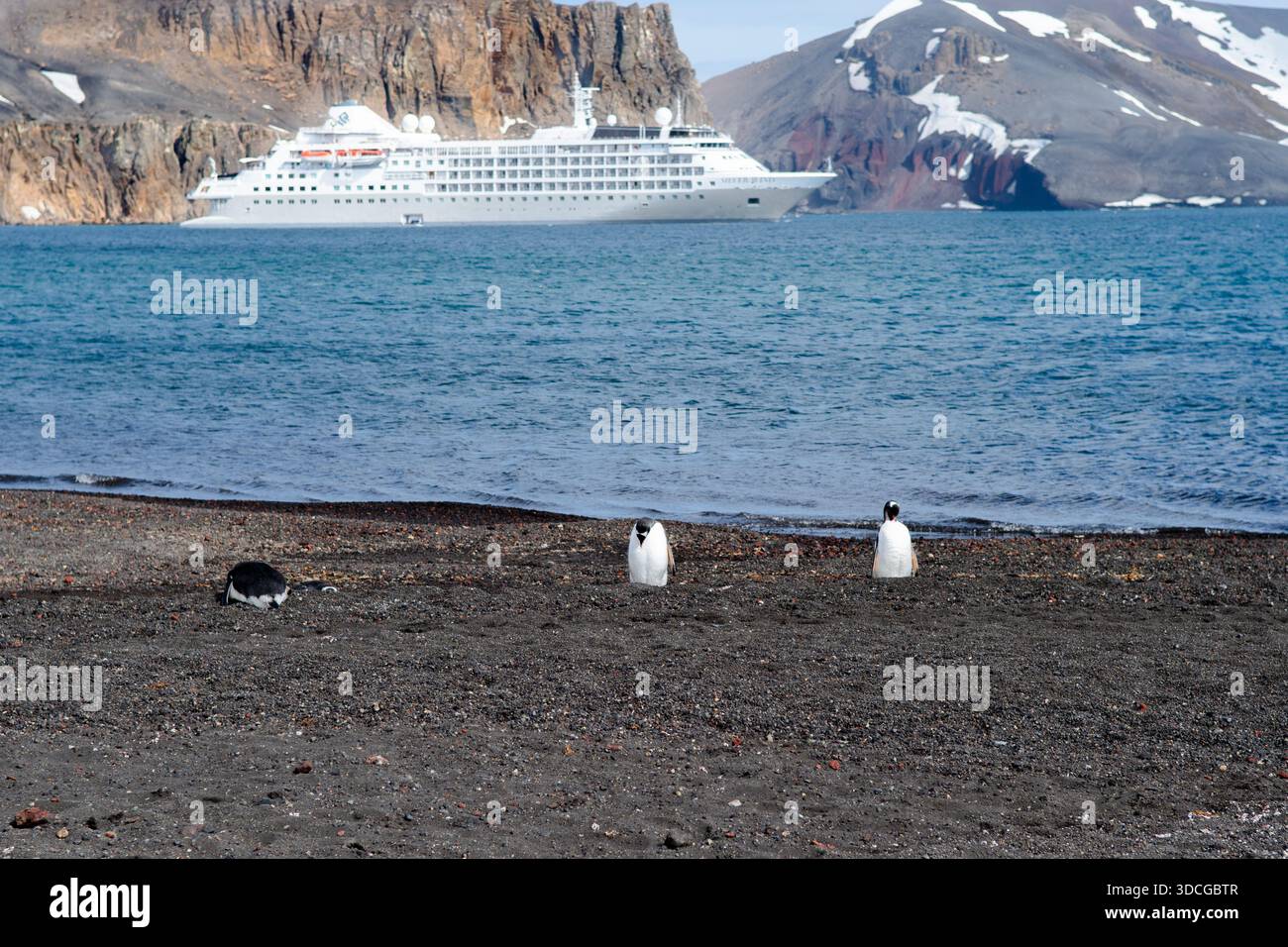 Blick auf den schwarzen Sandstrand, wo sich Pinguine in der Nähe der Küste sammeln, während ein Kreuzfahrtschiff in der Ferne segelt, Deception Island, Antarktis. Stockfoto