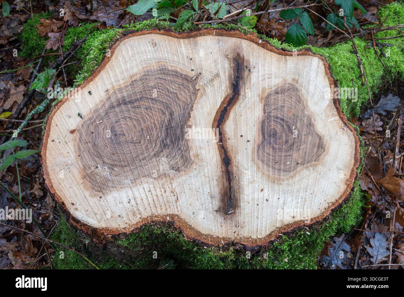 Baumringe, die auf einem doppelten Baumstamm zu sehen sind, zusammengeführte Bäume, genannt Inoskulation Stockfoto