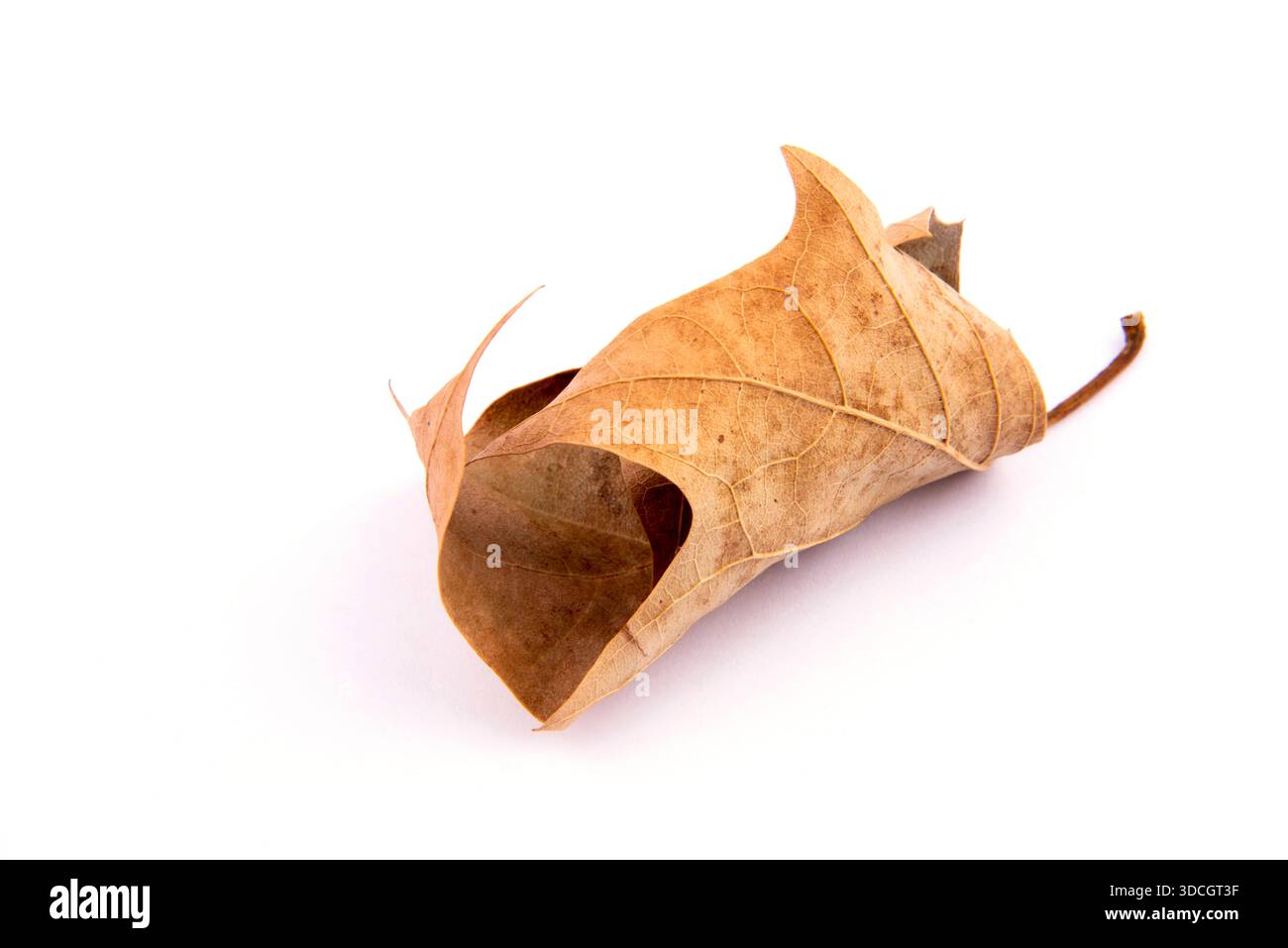 Gewelltes Blatt auf weißem Hintergrund. Gelbliches Blatt Stockfoto