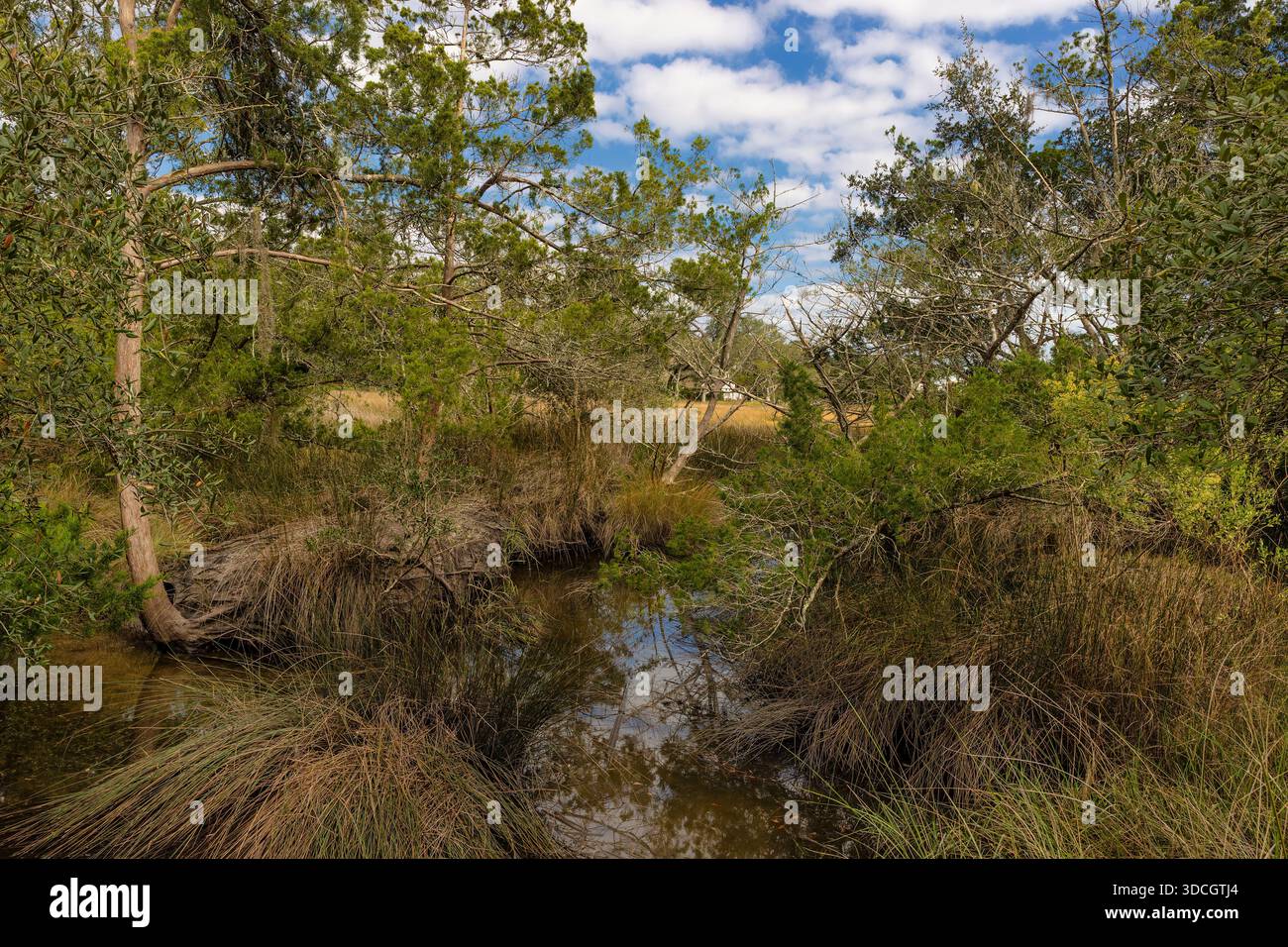 Blick auf den Creek, der zu einem offenen Meer führt, marschiert ein Feuchtgebiet an der Küste auf St. Simons Island, Georgia. Stockfoto