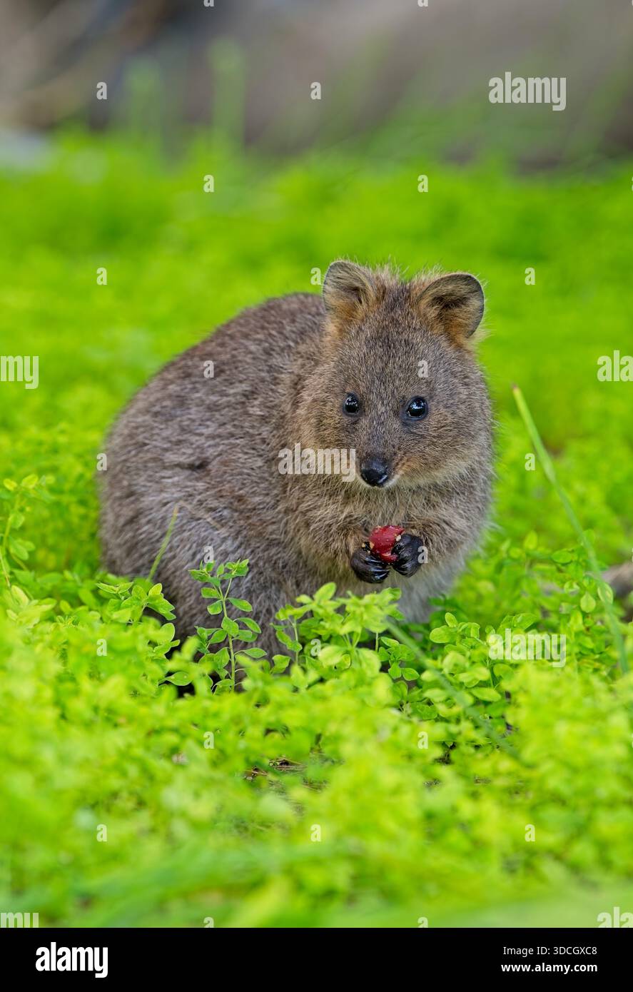 Essen Quokka von Rottnest Island aus nächster Nähe Stockfoto