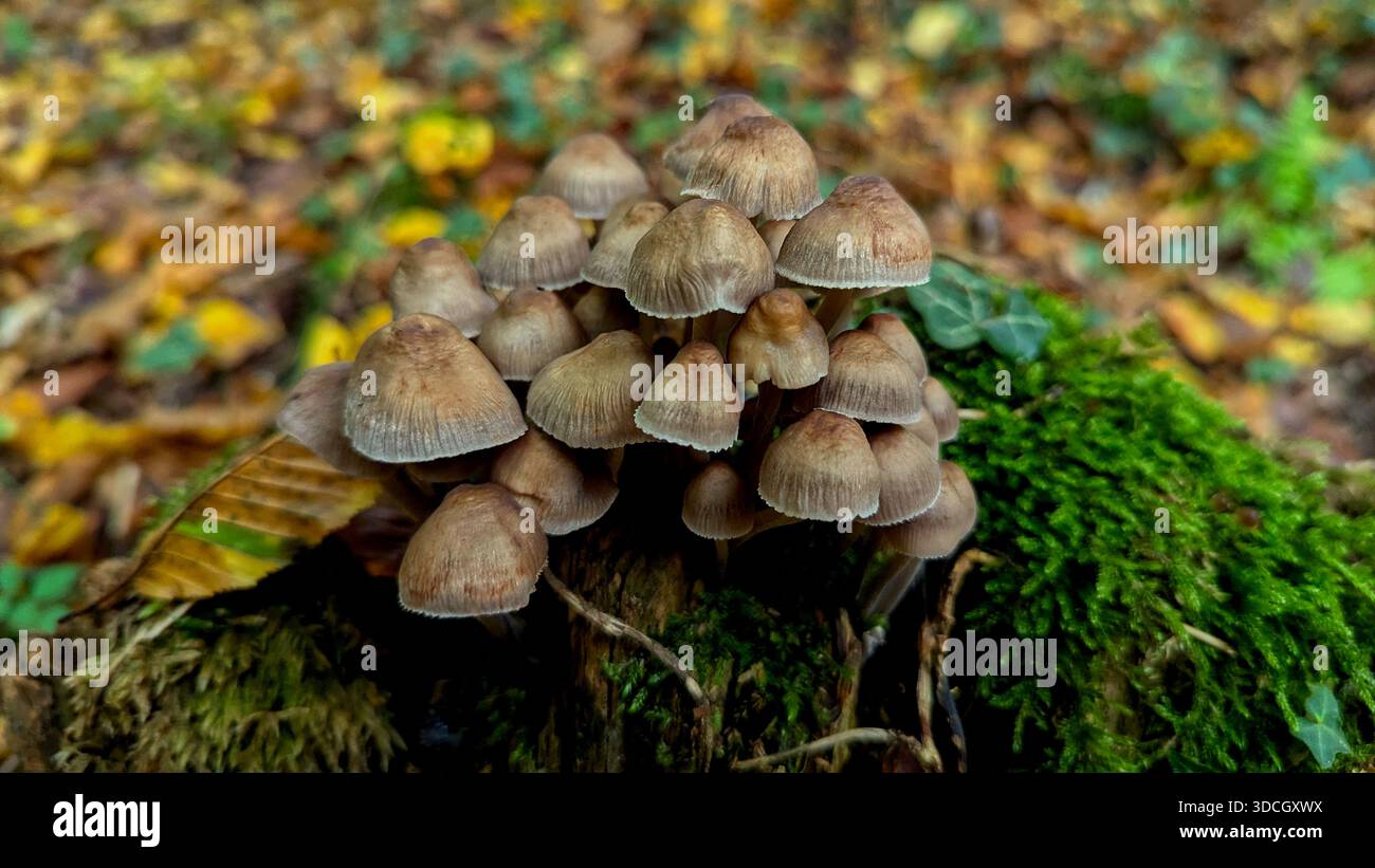 Nahaufnahme einer Gruppe kleiner brauner Wildpilze, die im Herbst auf einem moosigen Baumstumpf im Siebengebirge wachsen, Nordrhein-Westfalen, G Stockfoto
