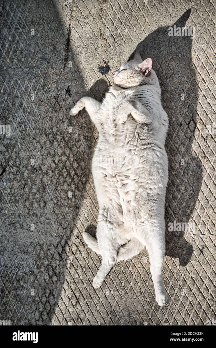 Blick von oben auf eine mollige helle Katze, die bequem auf gemustertem Beton liegt, sich ausdehnt und das warme Sonnenlicht in einer ruhigen Stadt genießt Stockfoto