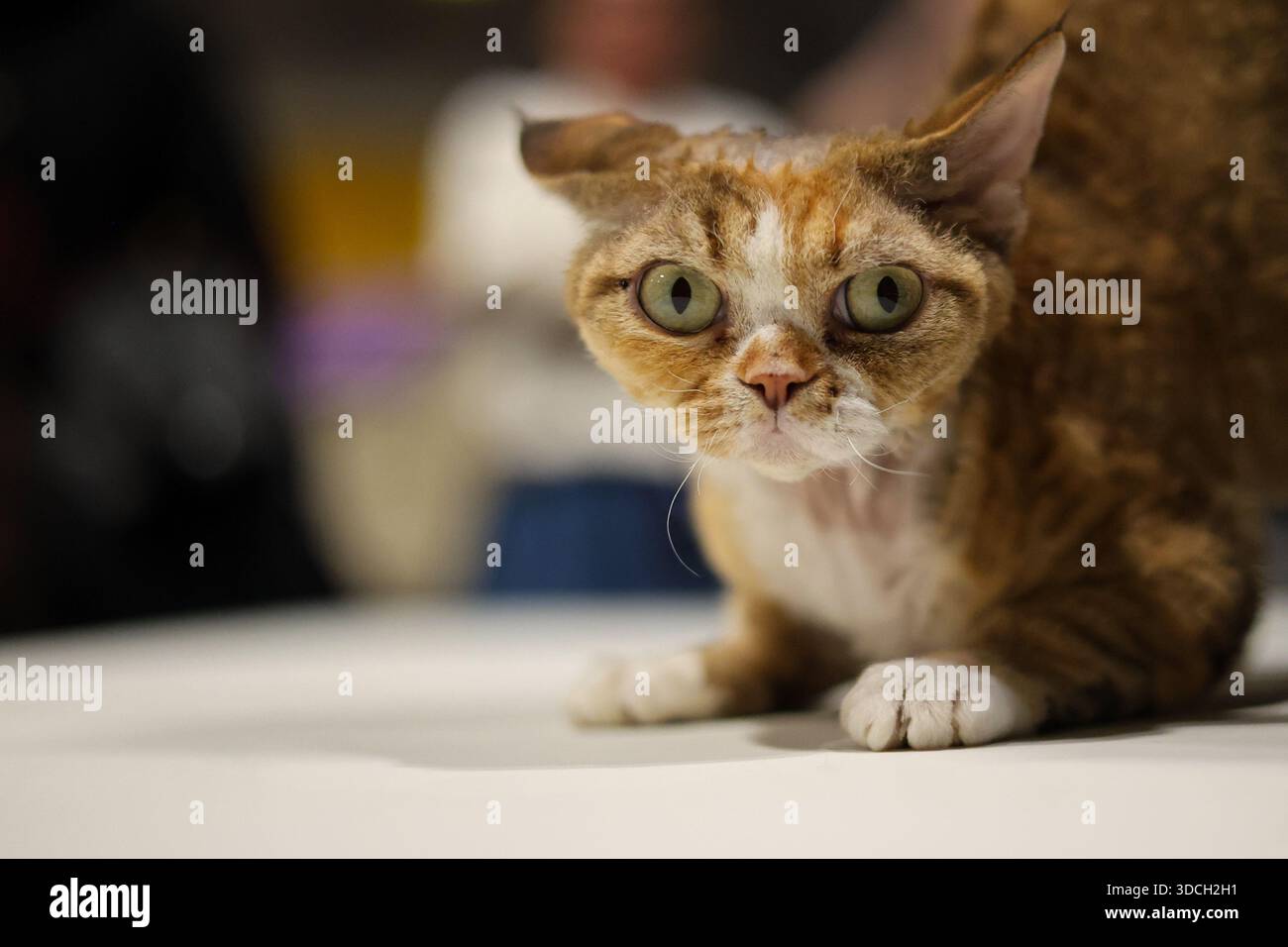 Lustiger Ingwer und weiße Katze mit ausdrucksstarken grünen Augen Stockfoto