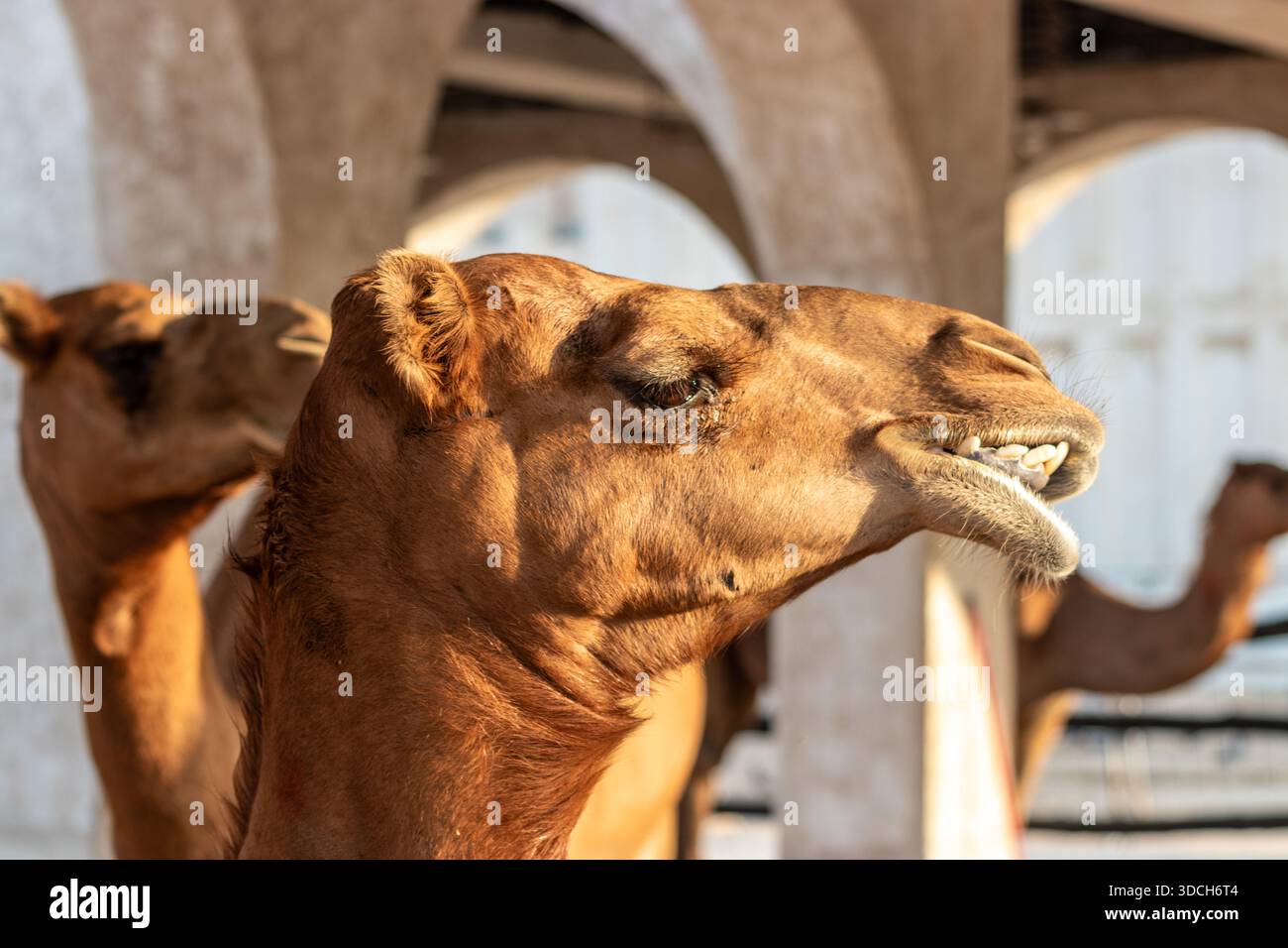 Kamele auf dem Souq Waqif Markt in Doha, Katar Stockfoto