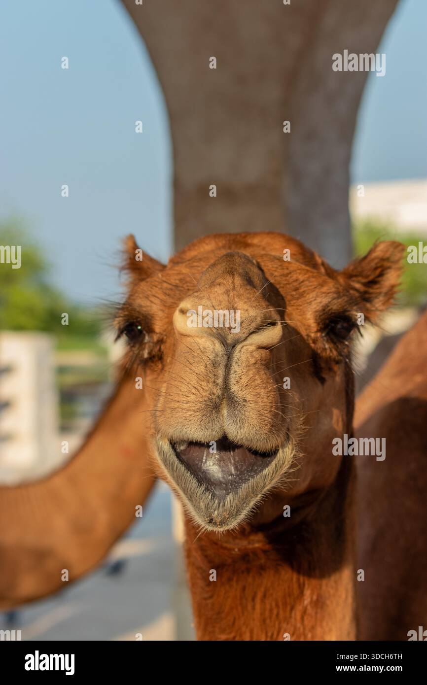 Kamele auf dem Souq Waqif Markt in Doha, Katar Stockfoto
