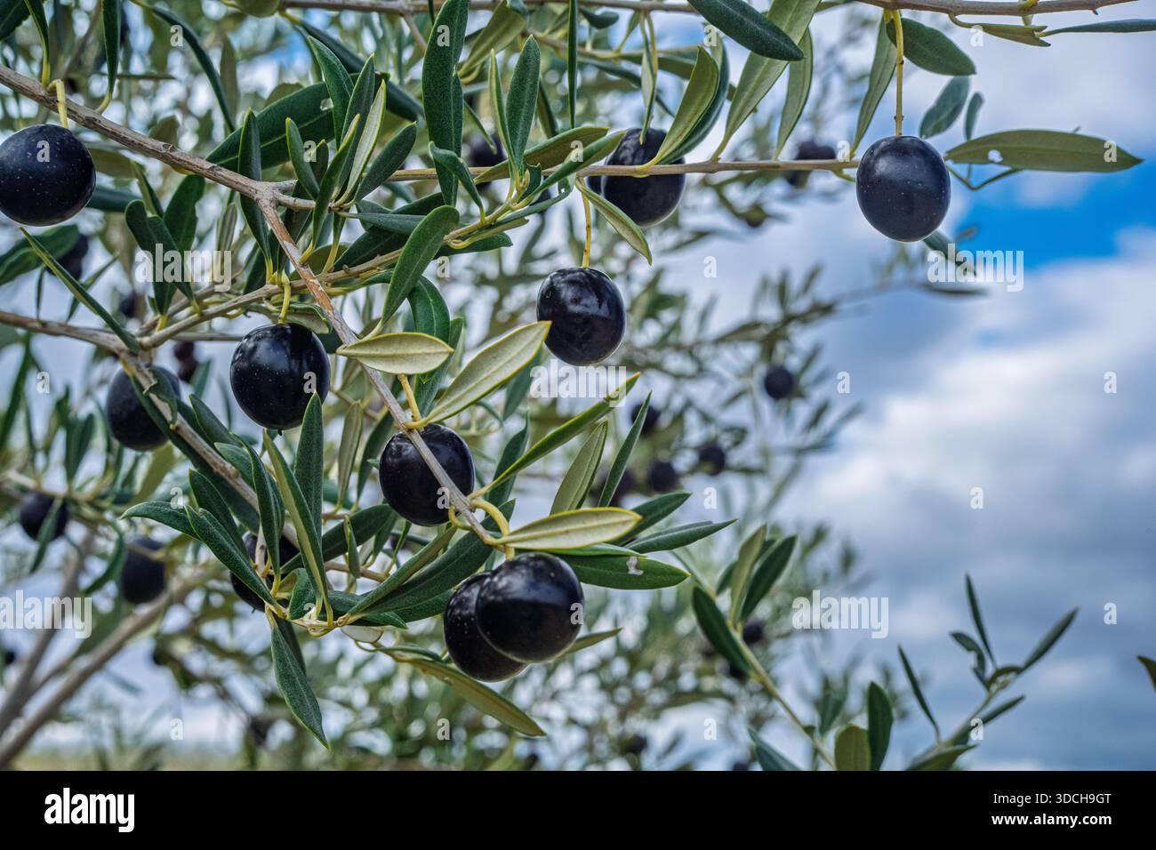 Nahaufnahme glänzender, reifer schwarzer Oliven, die an einem Olivenzweig hängen, vor einem verschwommenen Himmel, aufgenommen in Sevilla, Andalusien, Spanien. Stockfoto