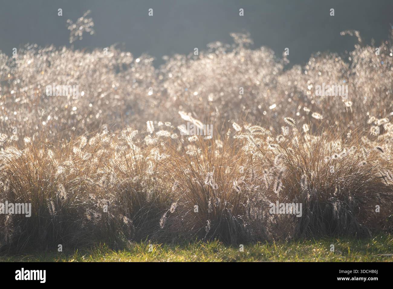 Hintergrundbeleuchtetes Ziergras, das in warmem Sonnenlicht leuchtet und einen weichen natürlichen Hintergrund schafft. Dieses Bild eignet sich für naturnahe Designprojekte, SEA Stockfoto