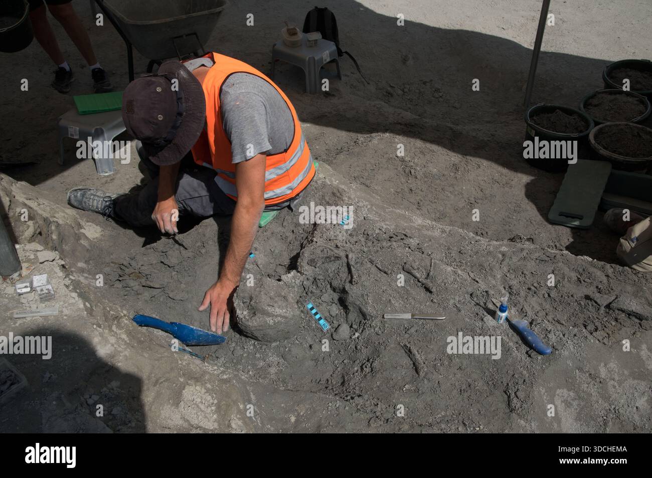 Professionelle Paläontologen und Freiwillige suchen nach 11,6 Millionen Jahre alten Fossilien in der Tongrube Hammerschmiede Stockfoto