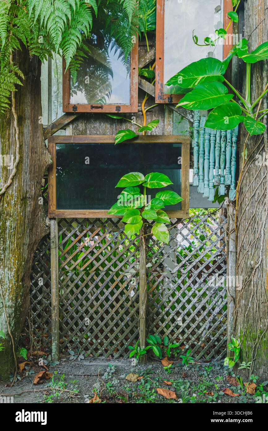 Ein verwittertes, graues Gittertor oder Zaun, der stark in die umliegende tropische Umgebung integriert ist, eingerahmt von dicken Baumstämmen, Reben und Scort Stockfoto