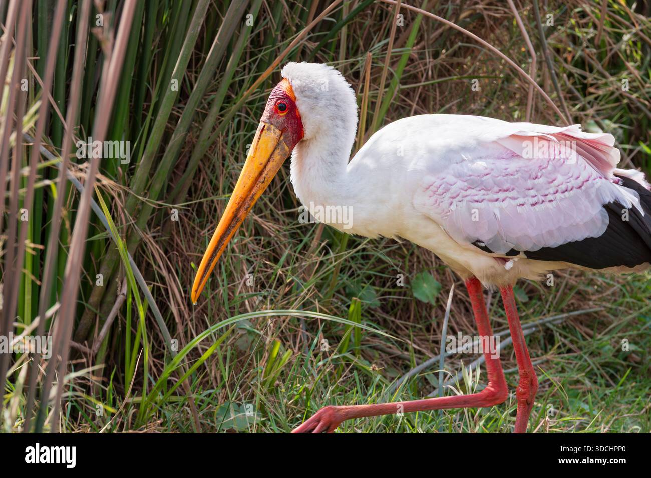 Gelbschnabelstorch oder Mykterien Ibis Vogel in der Savanne am ngorongoro-Krater tansania Stockfoto