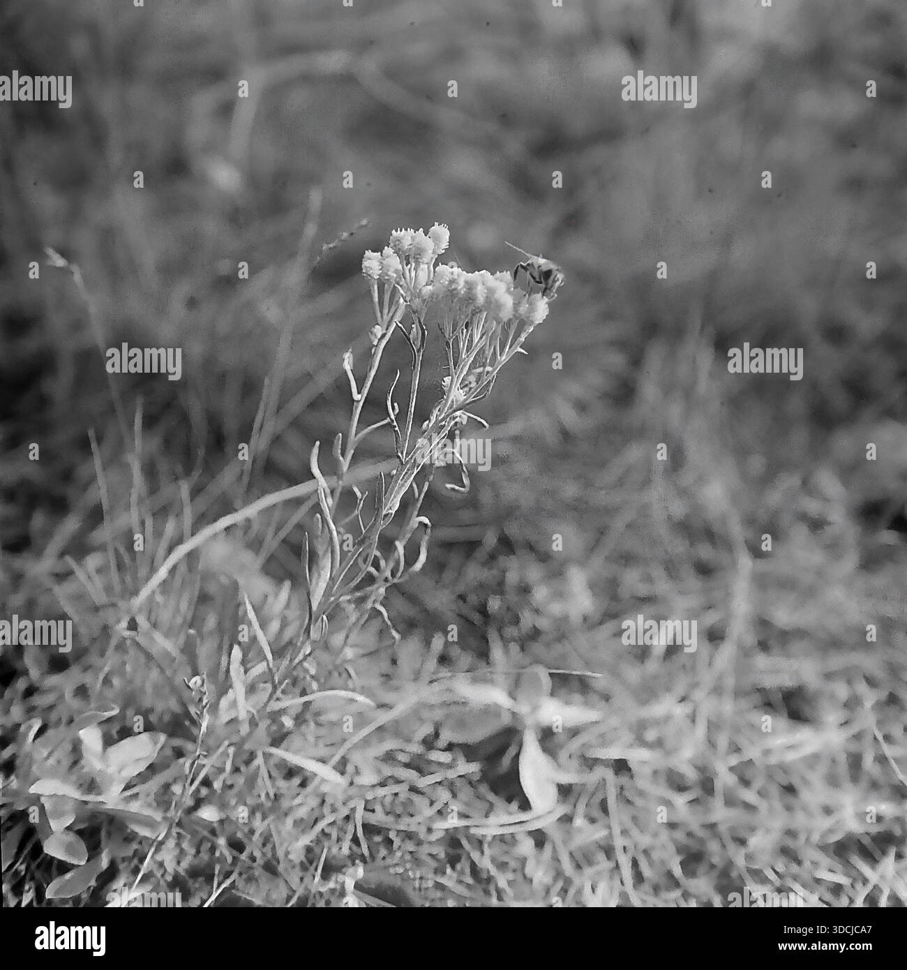 Schtschurovo, Ukraine, UdSSR - 1970er Jahre: Künstlerische Makrofotos von Wildblumen auf den Waldwiesen in der Nähe des Flusses Severski Donets. Ein Bild zeigt eine Biene auf einer Gruppe von kleinen Blüten, wahrscheinlich immortelle, während ein anderes ein Insektenbestäuben zeigt, das eine einzelne Blüte auf einem langen Stamm bestäubt. Der Hintergrund zeigt ein weiches Bokeh des umliegenden Grases und der Bäume. Diese Naturstudien spiegeln die reiche Artenvielfalt und die ruhige Atmosphäre des beliebten Erholungsgebietes im friedlichen Donbass wider. Stockfoto