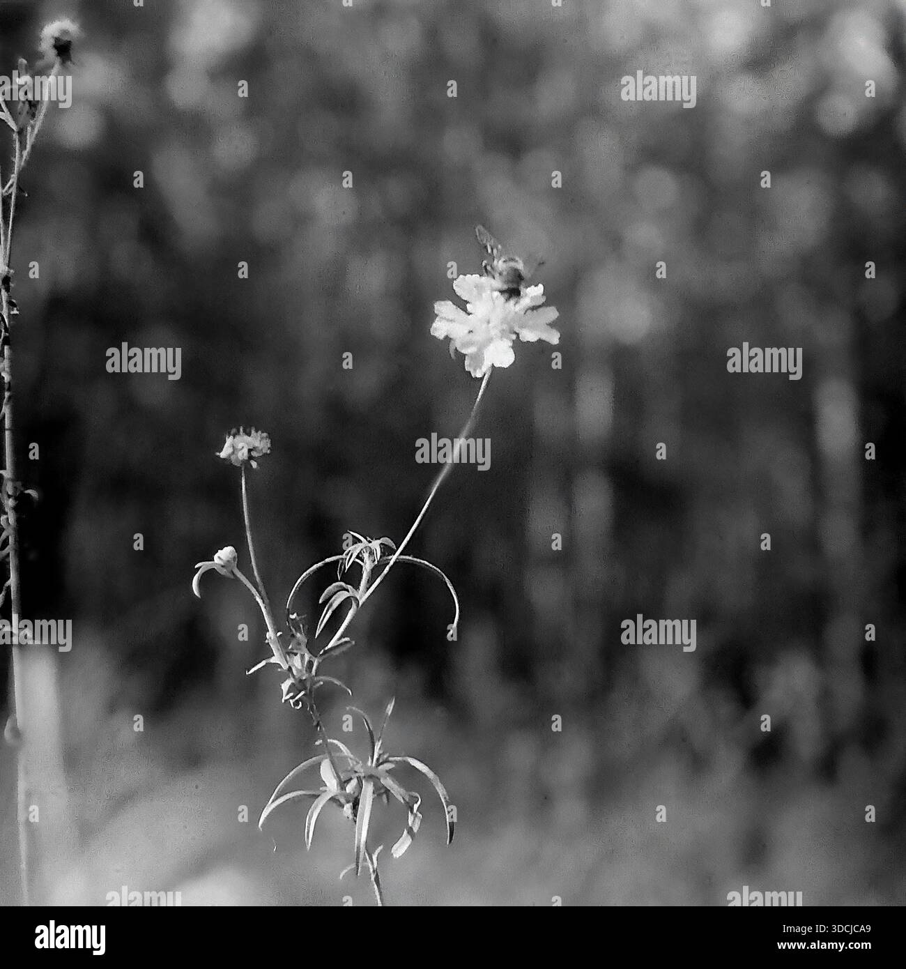 Schtschurovo, Ukraine, UdSSR - 1970er Jahre: Künstlerische Makrofotos von Wildblumen auf den Waldwiesen in der Nähe des Flusses Severski Donets. Ein Bild zeigt eine Biene auf einer Gruppe von kleinen Blüten, wahrscheinlich immortelle, während ein anderes ein Insektenbestäuben zeigt, das eine einzelne Blüte auf einem langen Stamm bestäubt. Der Hintergrund zeigt ein weiches Bokeh des umliegenden Grases und der Bäume. Diese Naturstudien spiegeln die reiche Artenvielfalt und die ruhige Atmosphäre des beliebten Erholungsgebietes im friedlichen Donbass wider. Stockfoto