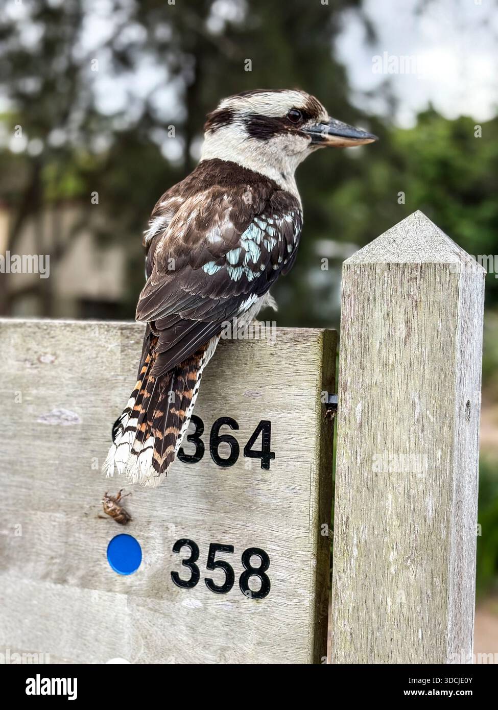 Kookaburra Wildvogel auf einem Golfplatz T-Markt, Sydney, Australien - Smartphone-aufgenommenes Stockfoto