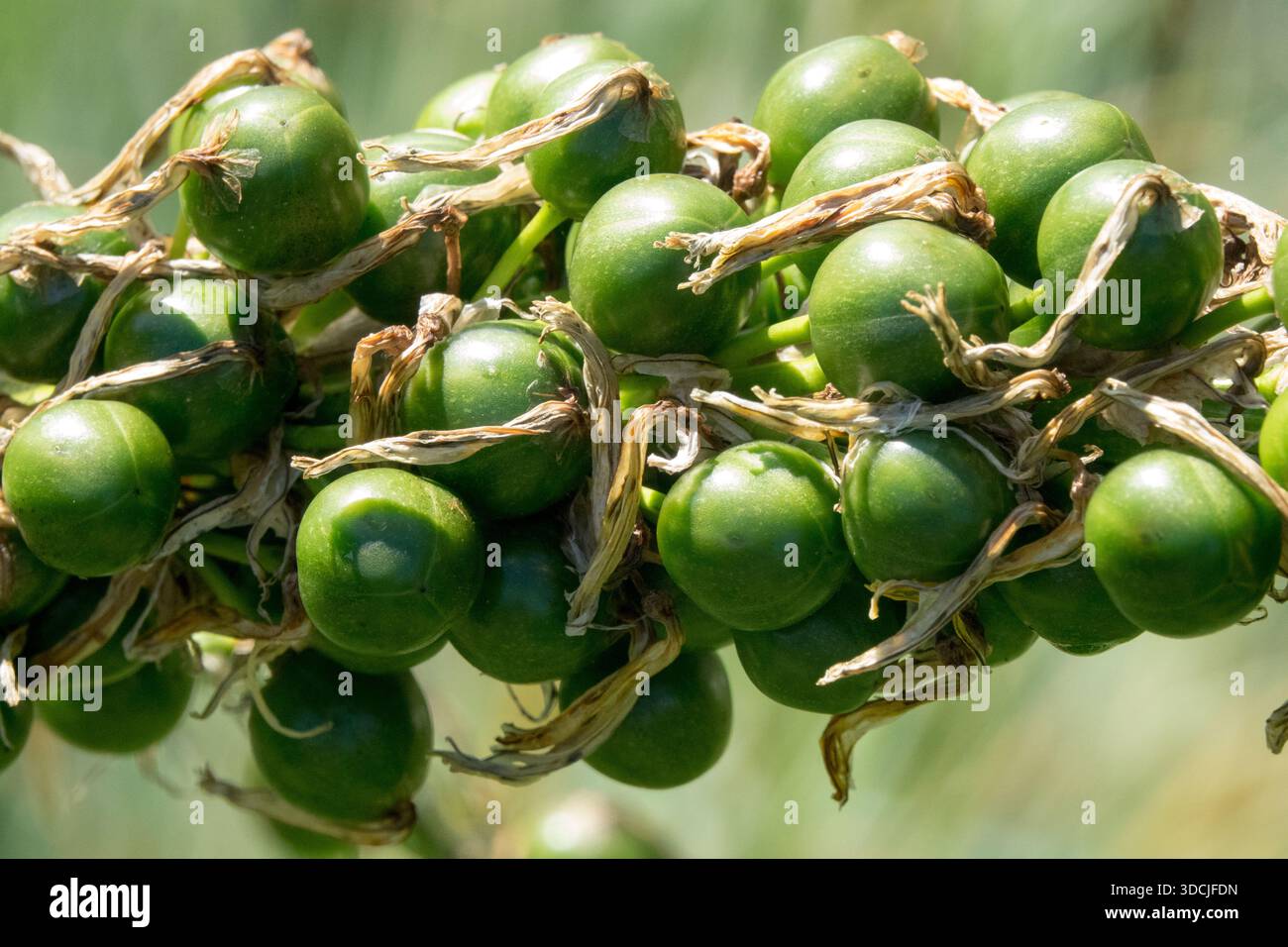Asphodeline Lutea Pods Stockfoto
