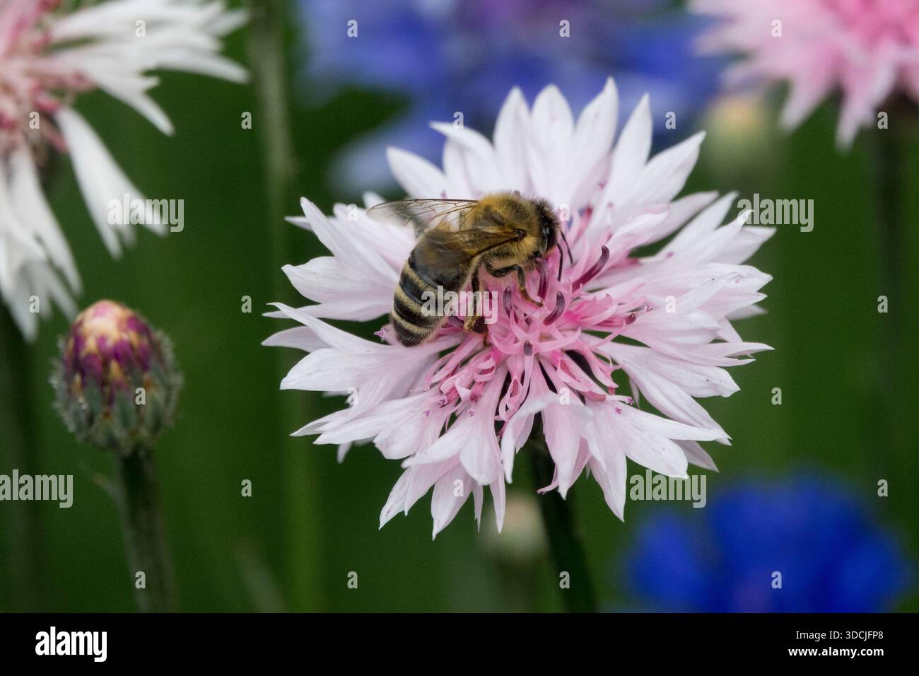 Honigbiene sammelt Nektar auf einer rosa Kornblumenblüte Stockfoto
