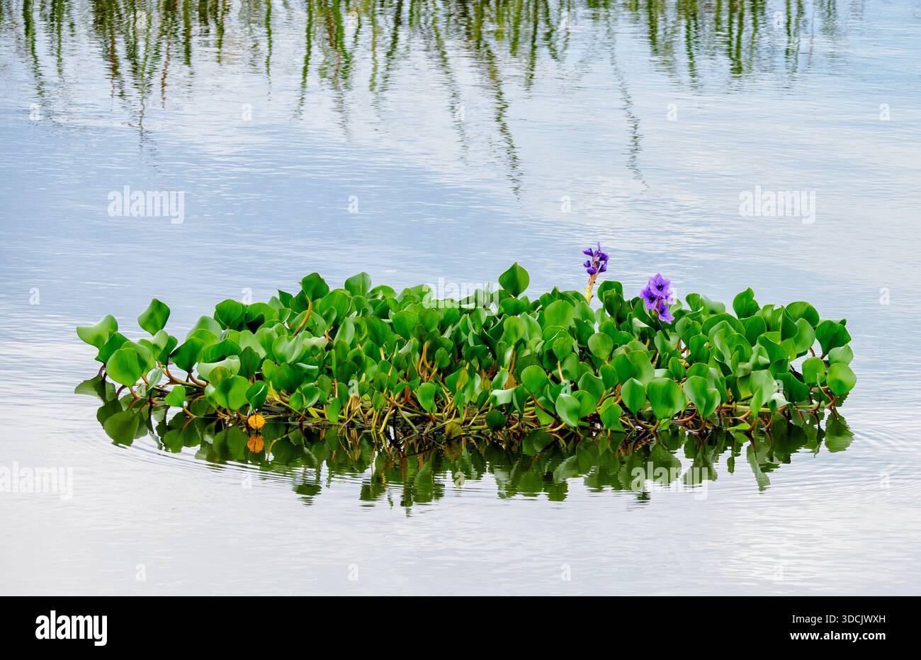 Wasserhyazinthe Pontederia crassipes, die auf einer Süßwasserlagune im Ibera-Feuchtgebiet in Argentinien schwimmen - eine attraktive, aber invasive Art Stockfoto