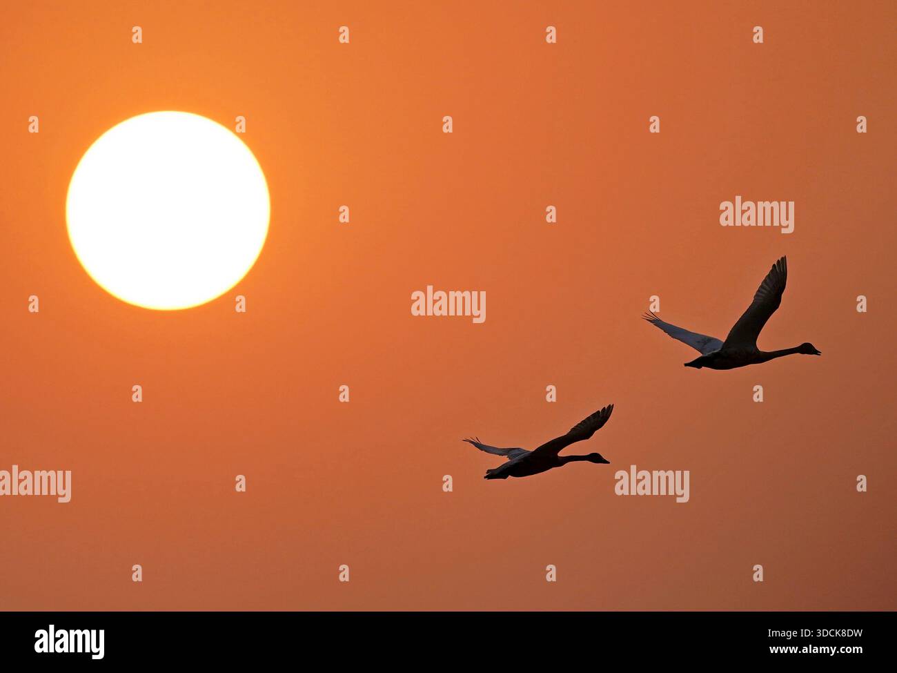 (251218) -- NANCHANG, 18. Dezember 2025 (Xinhua) -- Schwäne fliegen über Nanchang Five Stars Sibirischer Kraniesschutzgebiet am Poyang-See in Nanchang, ostchinesischer Provinz Jiangxi, 17. Dezember 2025. Das Schutzgebiet war Zeuge der Hochsaison für Zugvögel wie weiße Kraniche, Schwäne, weiße Löffelschnabel usw. (Xinhua/Wan Xiang) Stockfoto