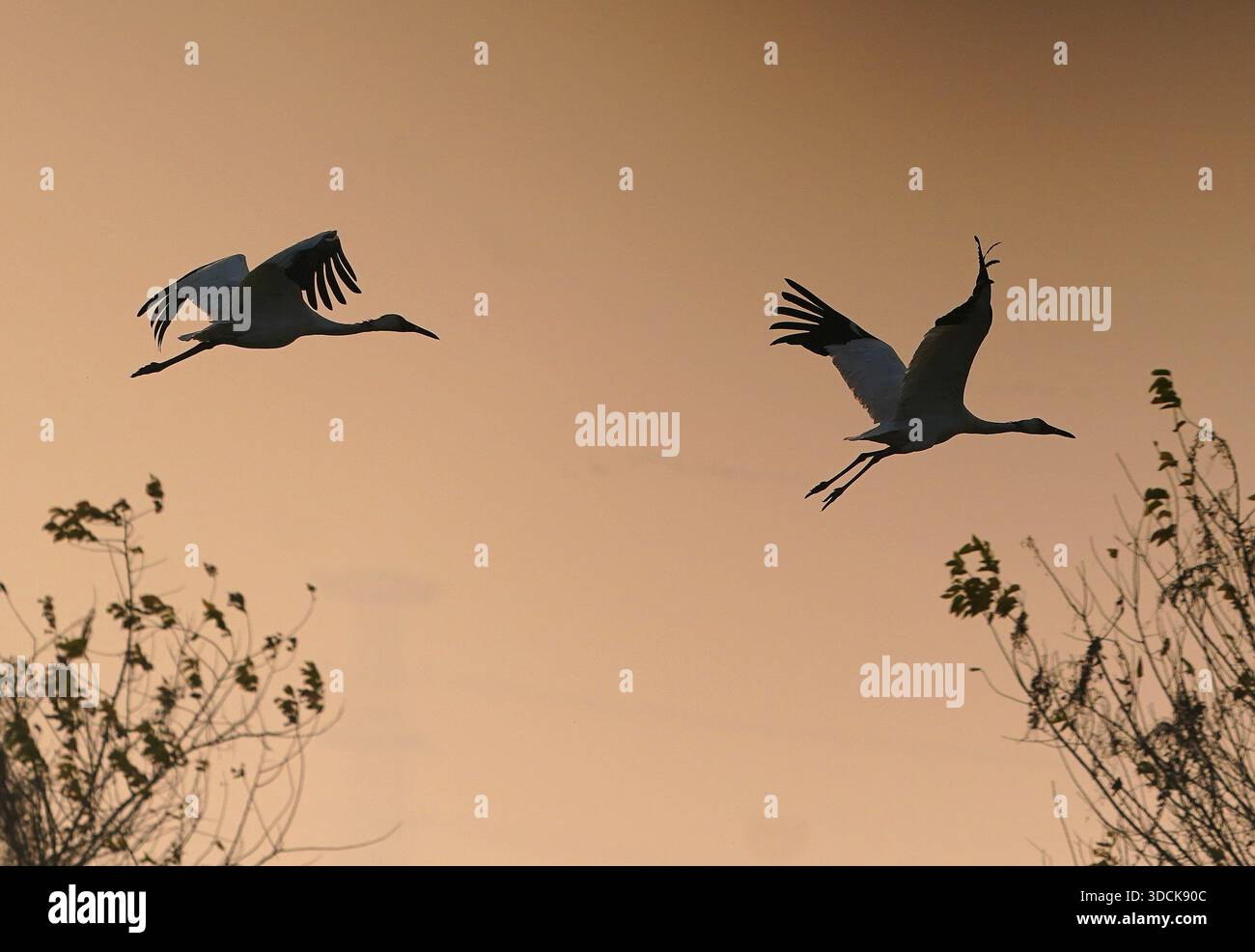 (251218) -- NANCHANG, 18. Dezember 2025 (Xinhua) -- Weiße Kräne fliegen über Nanchang fünf Sterne Sibirische Kraniche am Poyang See in Nanchang, ostchinesische Provinz Jiangxi, 17. Dezember 2025. Das Schutzgebiet war Zeuge der Hochsaison für Zugvögel wie weiße Kraniche, Schwäne, weiße Löffelschnabel usw. (Xinhua/Wan Xiang) Stockfoto