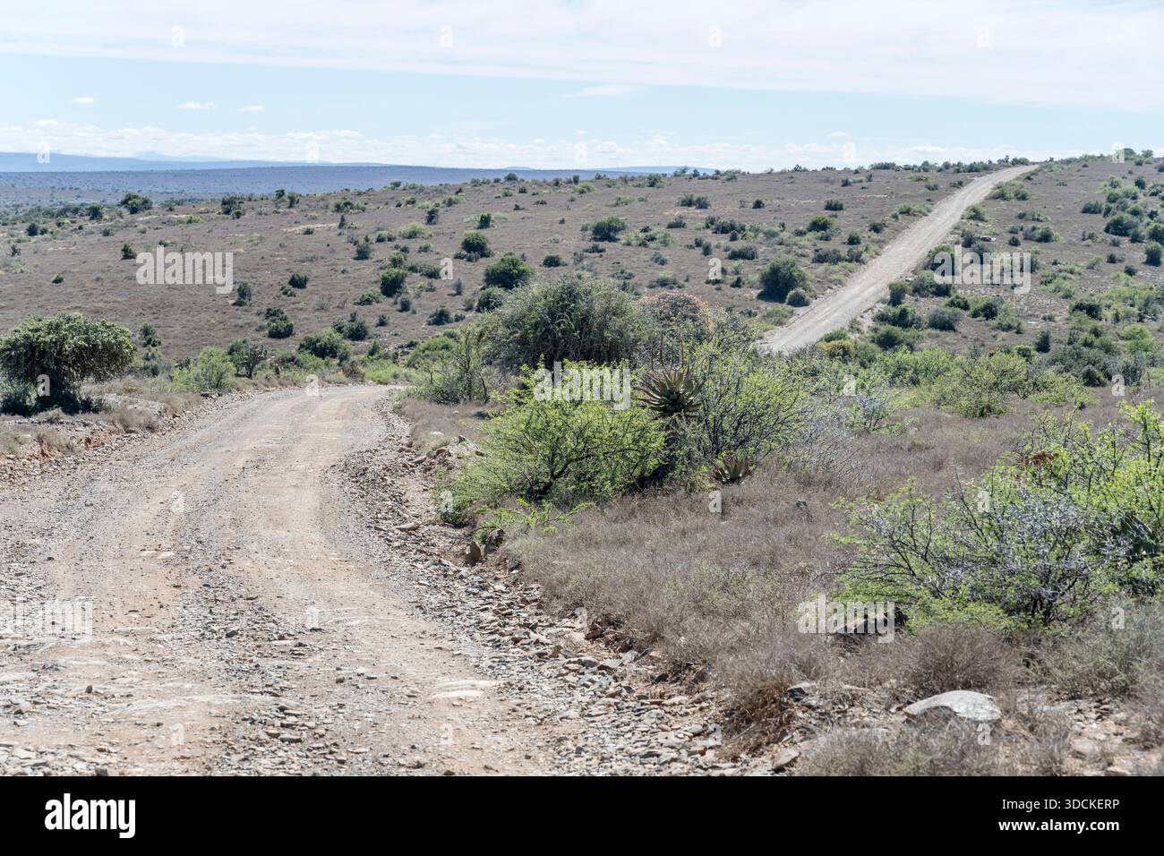 Landschaft mit R400 unbefestigter Straße in Ebenen, die mit karger Cape Thicket Vegetation bedeckt sind, aufgenommen im hellen Licht des späten Frühlings in der Nähe von Bracefield, Karoo, Eastern Stockfoto