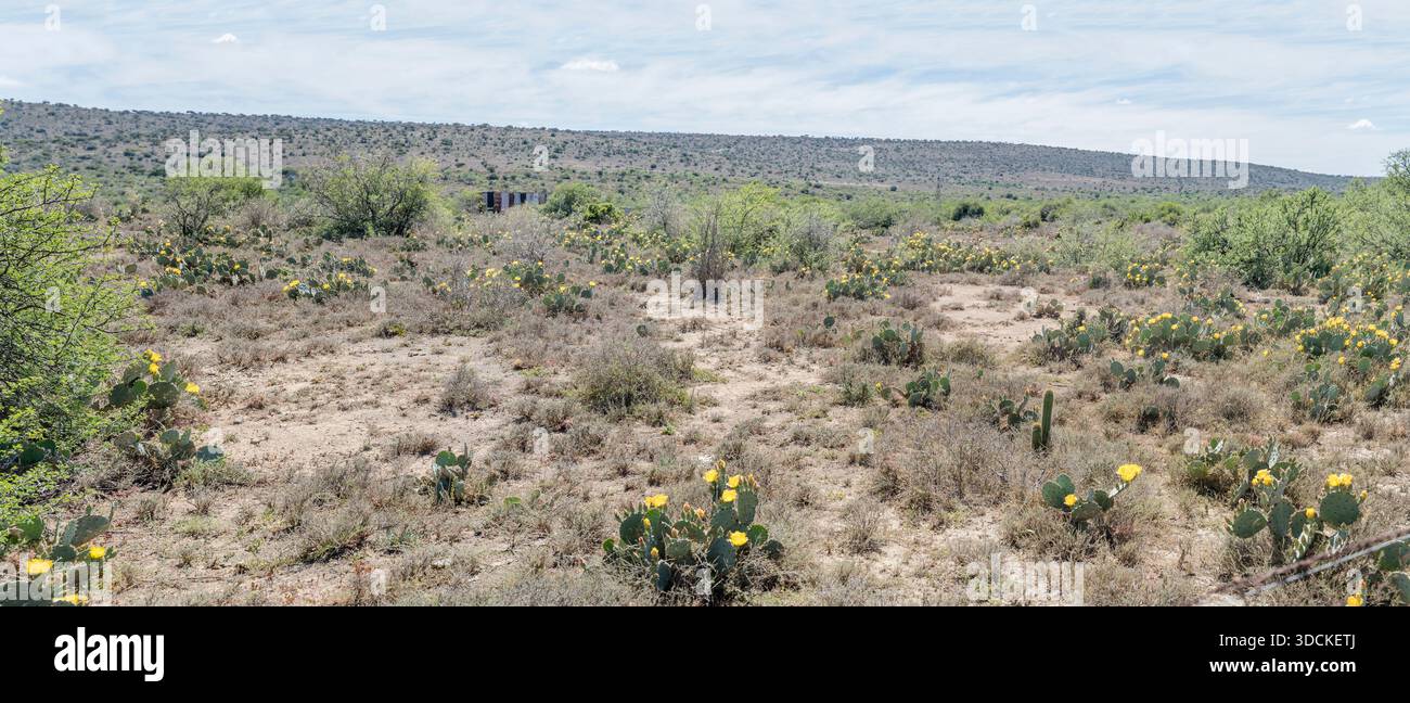 Landschaft mit blühendem Feld mit stacheligen Birnen, aufgenommen im hellen Licht des späten Frühlings in der Nähe von Bracefield, Karoo, Eastern Cape, Südafrika Stockfoto