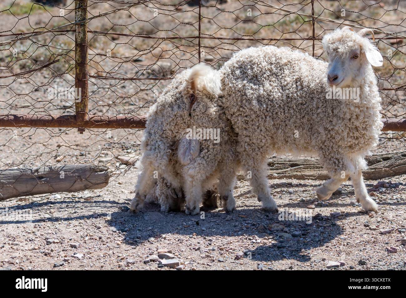 Der Komplize und die flüchtigen Angora-Ziegen aus dem Zaun, erschossen im hellen Licht des späten Frühlings in der Nähe von Bracefield, Karoo, Eastern Cape, Südafrika Stockfoto