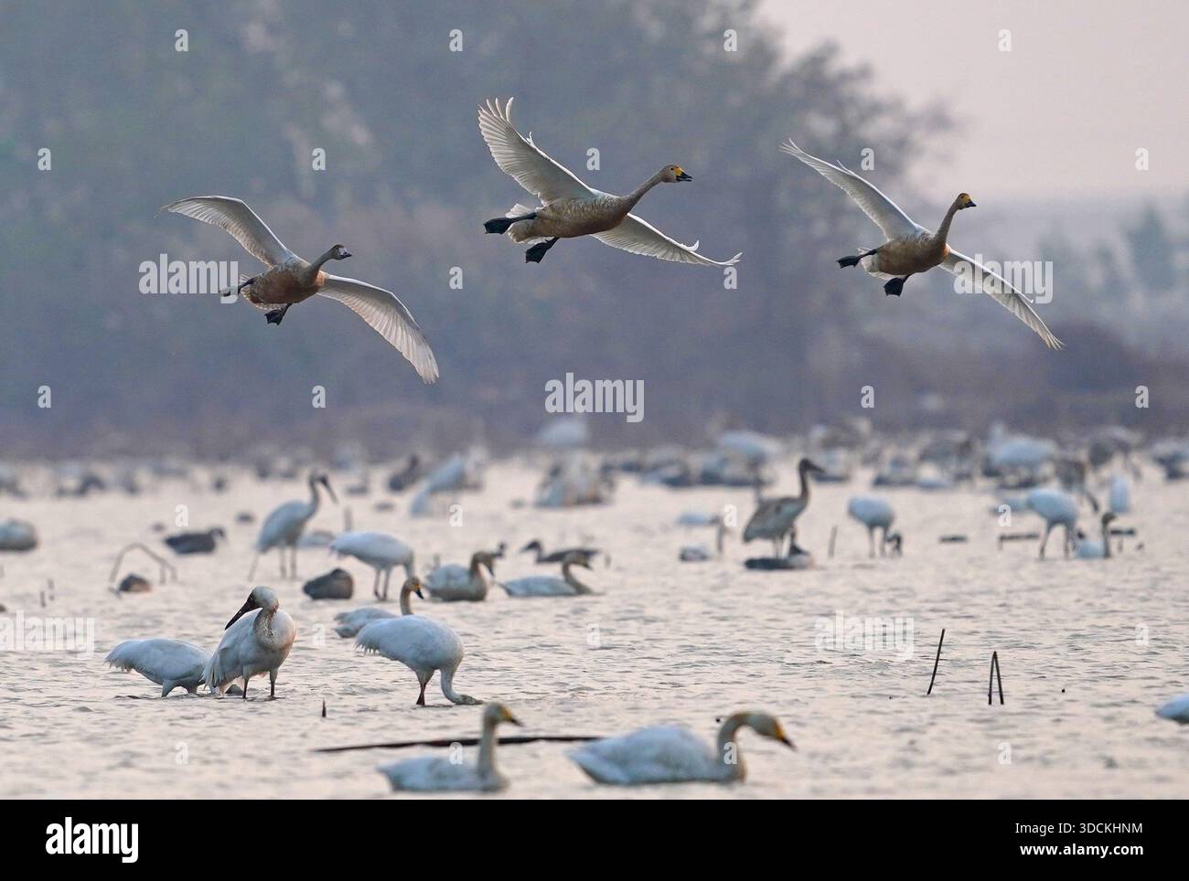 (251218) -- NANCHANG, 18. Dezember 2025 (Xinhua) -- dieses am 17. Dezember 2025 aufgenommene Foto zeigt Zugvögel im Sibirischen Kranichschutzgebiet Nanchang fünf Sterne am Poyang-See in Nanchang, ostchinesischer Provinz Jiangxi. Das Schutzgebiet war Zeuge der Hochsaison für Zugvögel wie weiße Kraniche, Schwäne, weiße Löffelschnabel usw. (Xinhua/Wan Xiang) Stockfoto