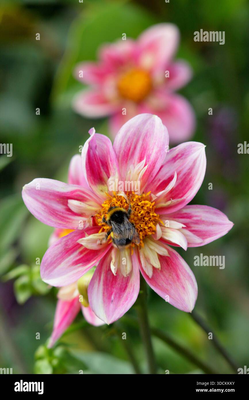 Hummel auf Dahlienblume. Bumblebee (Bombus terrestris) auf Dahlia Edith Jones Stockfoto